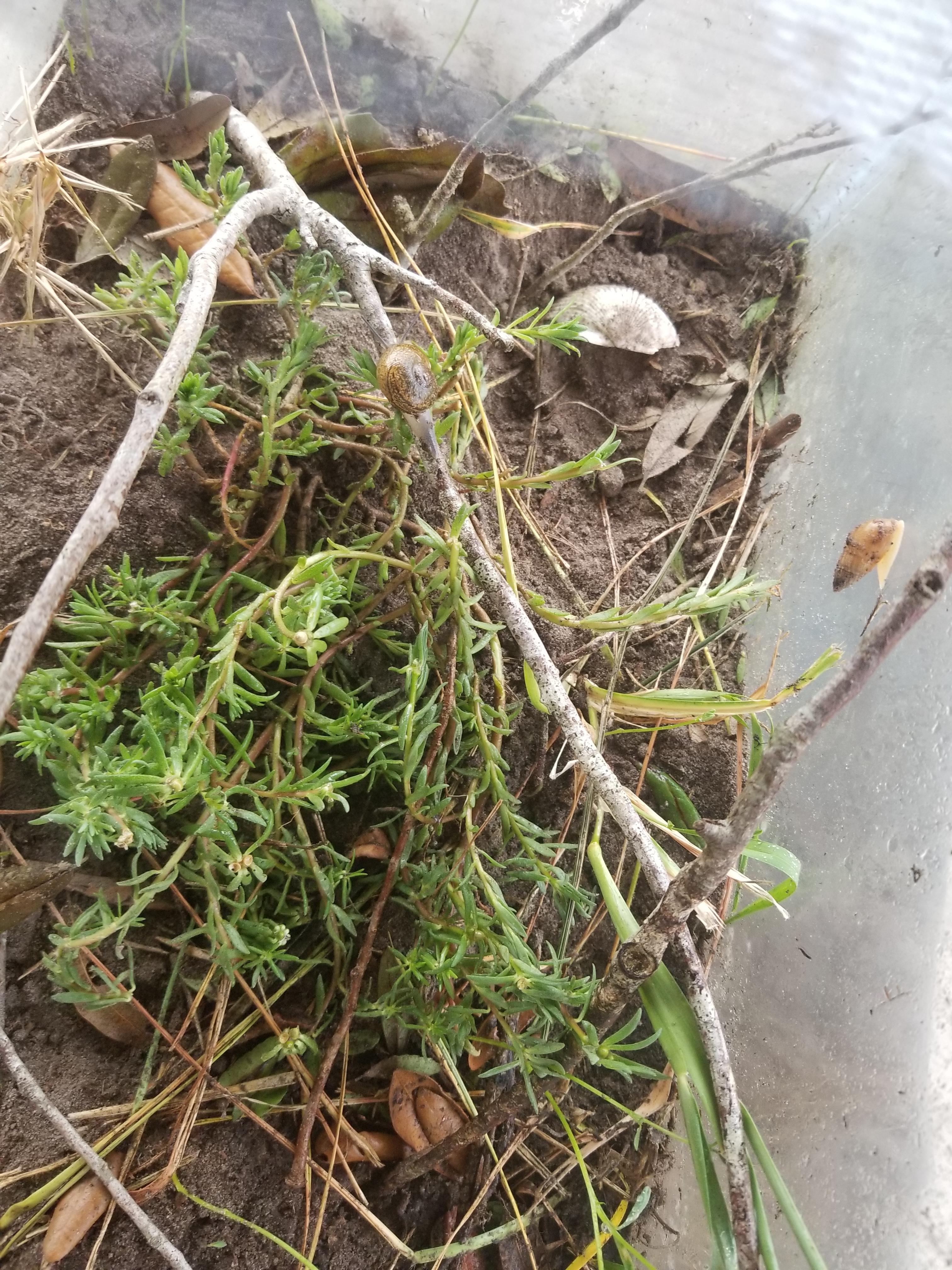 Am I doing ok with these snails? I also have lentil plants growing in