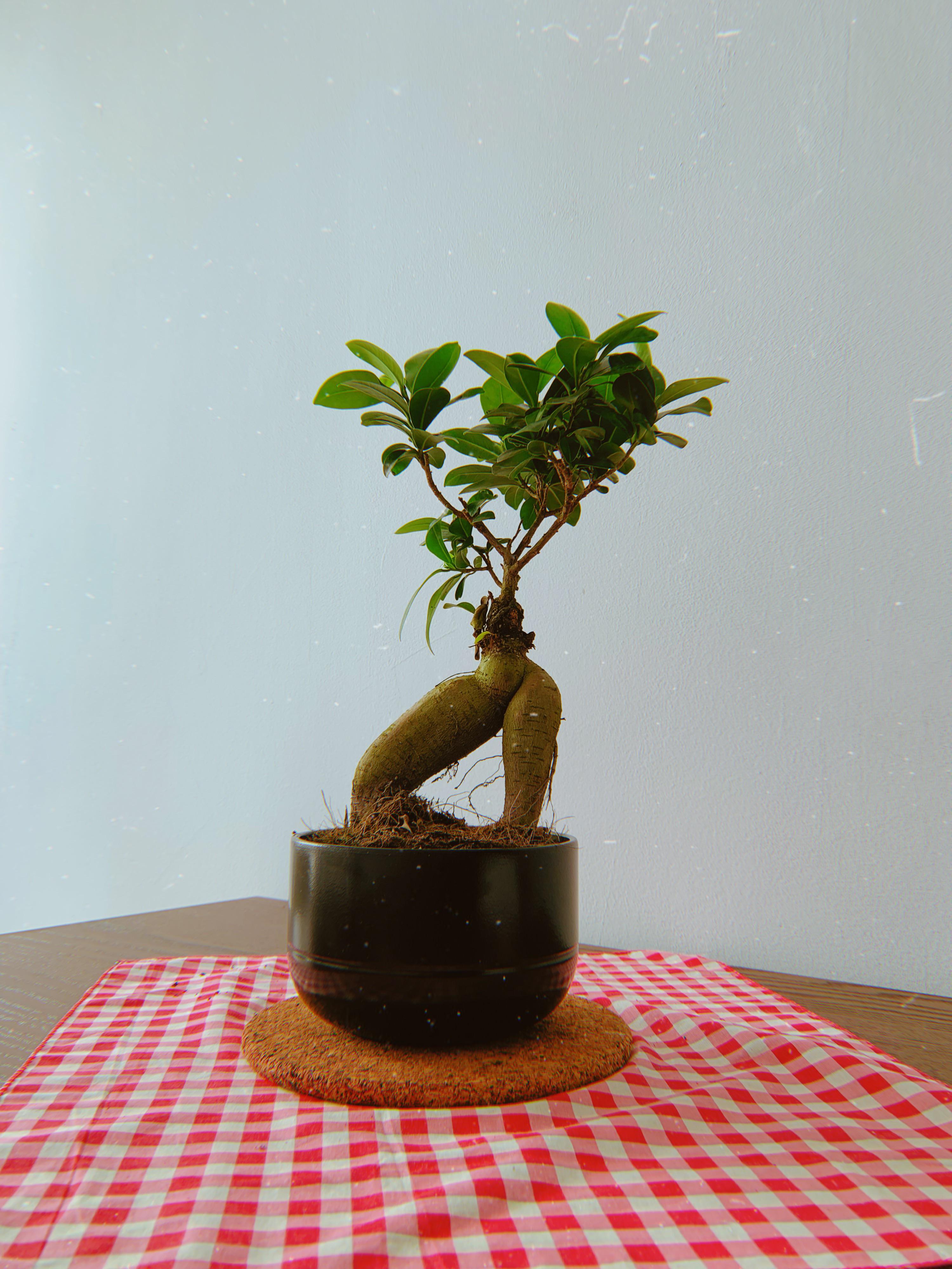 Real plants have curves The Almanac