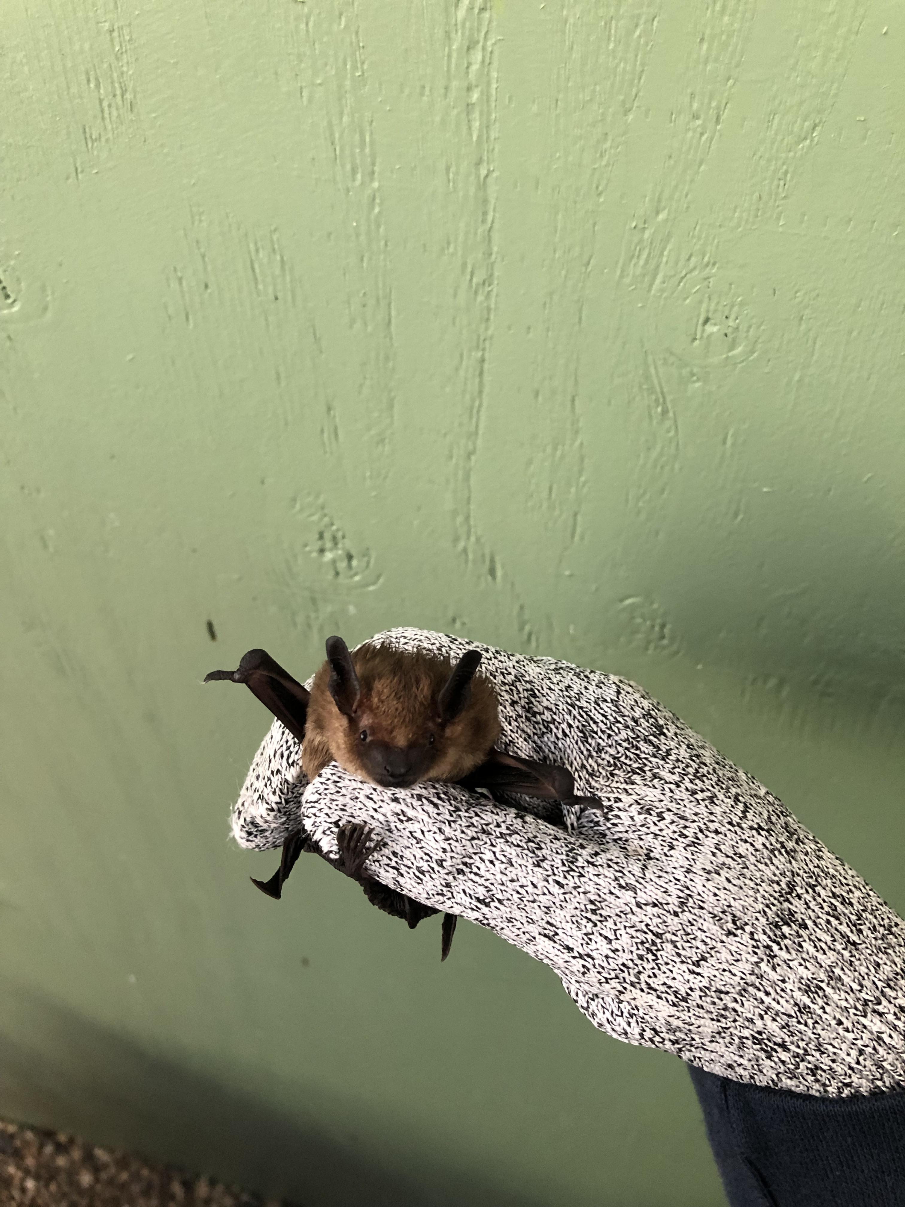 I am a wild life rehabilitation technician and per request here is one