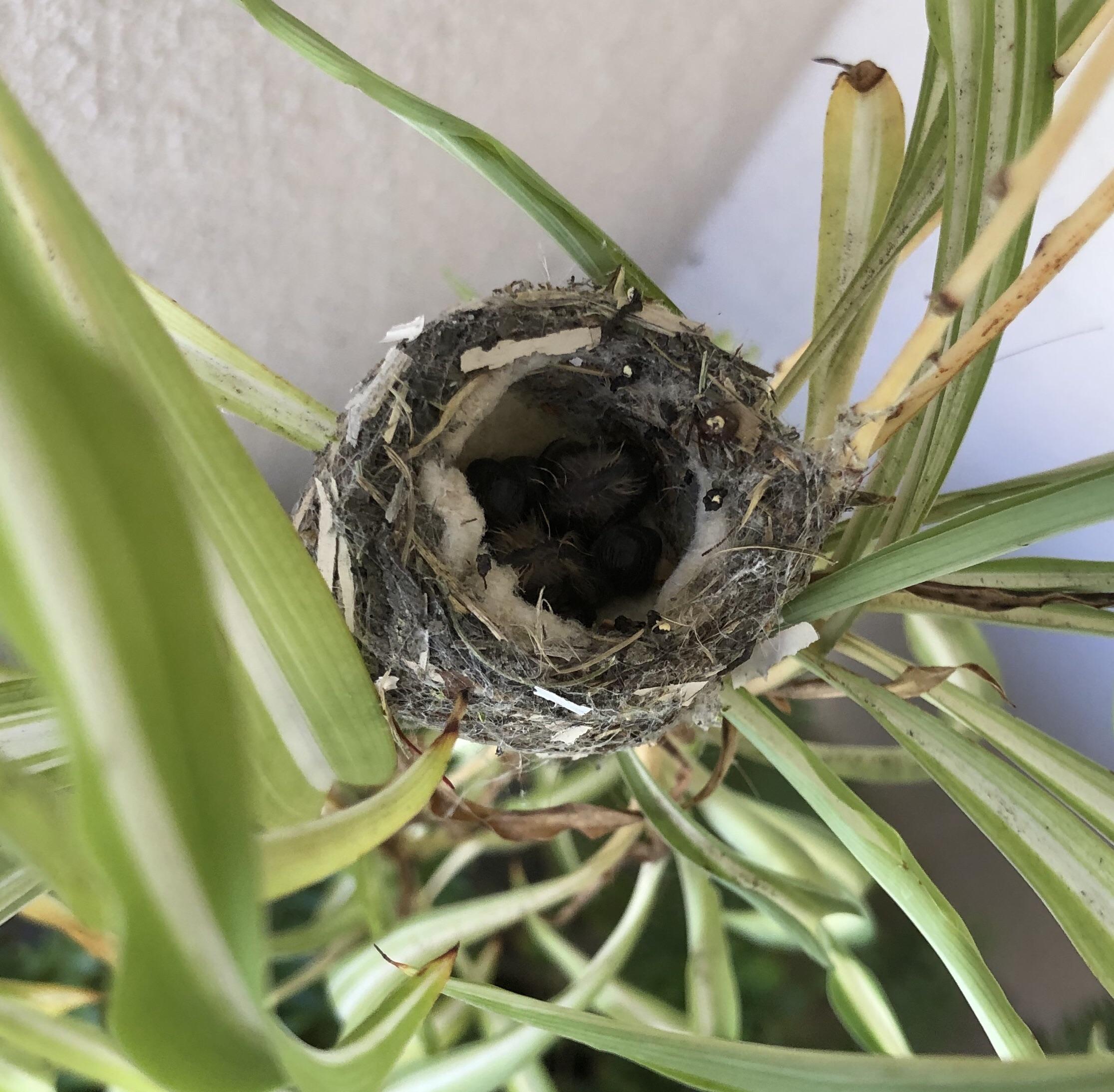 Four day old hummingbird babies in their nest on my front porch, they
