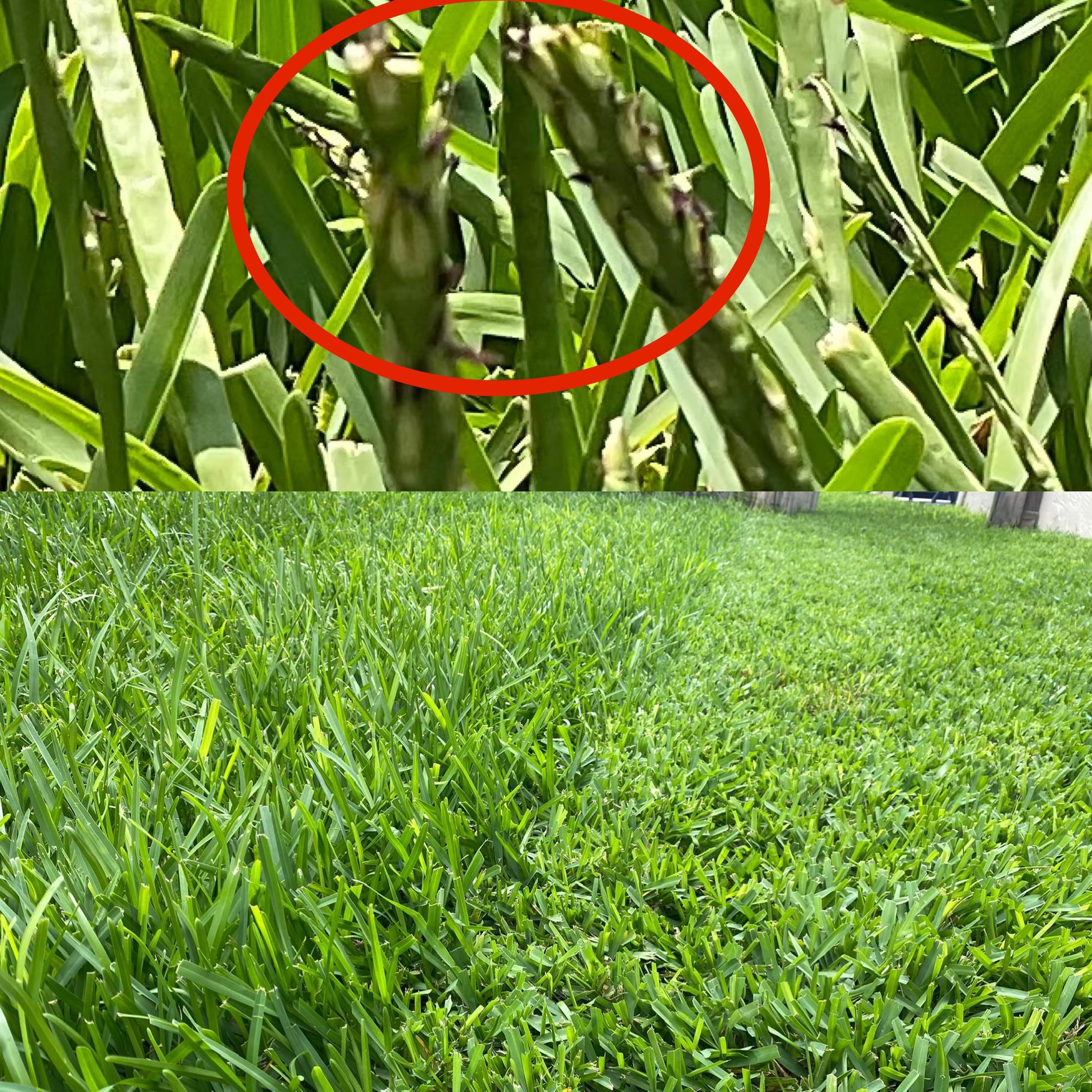 How to Pick the Best Lawn Mower for St Augustine Grass? Ultimate Guide