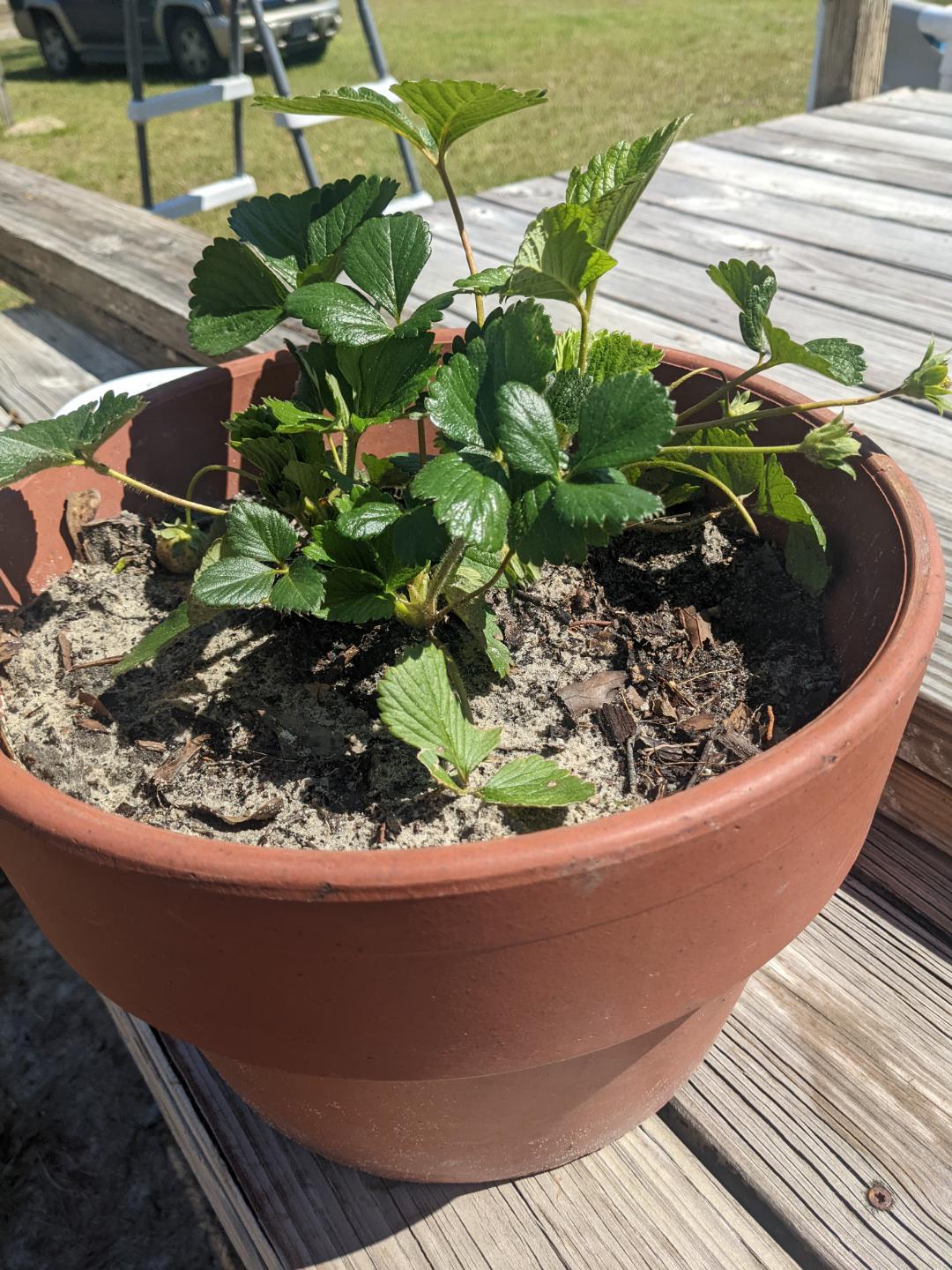 3 varieties of strawberry should, and if so how, I go about separating