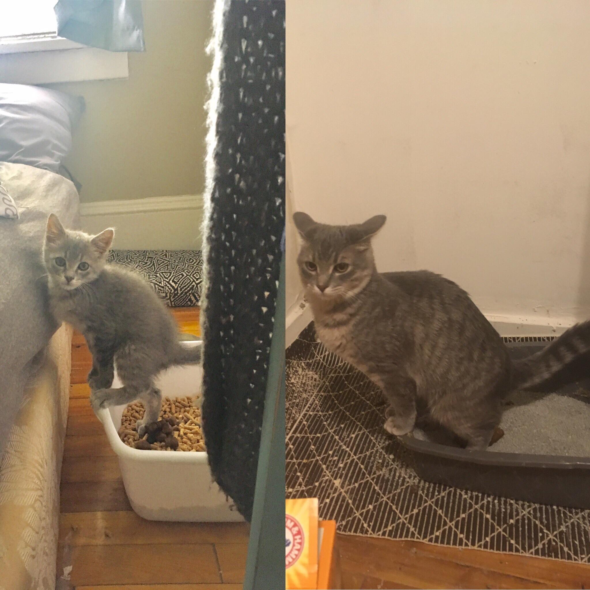 How my cat poops, then and now r/aww