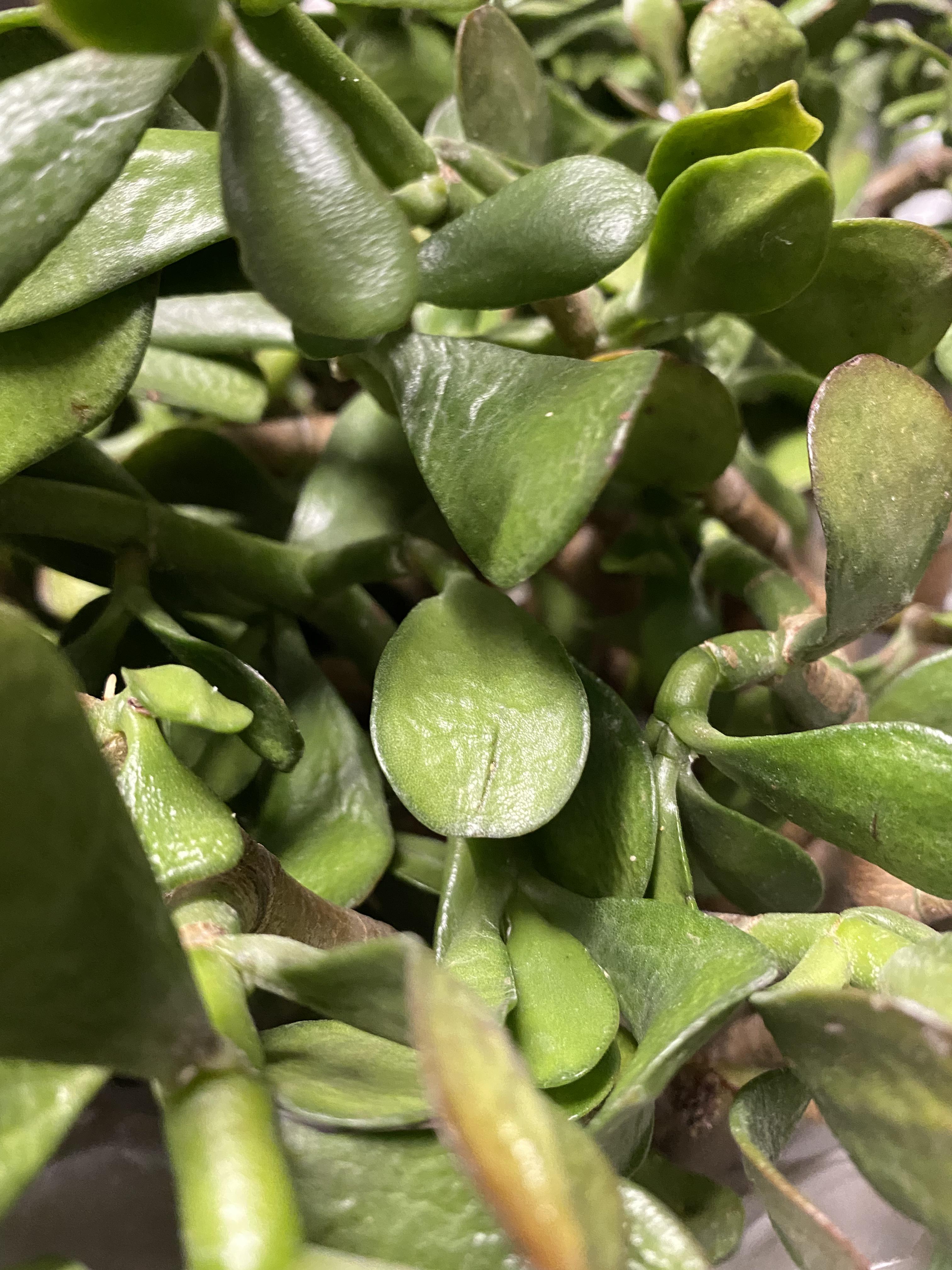 Can I propagate this Jade despite how wilted it is? This is a close up