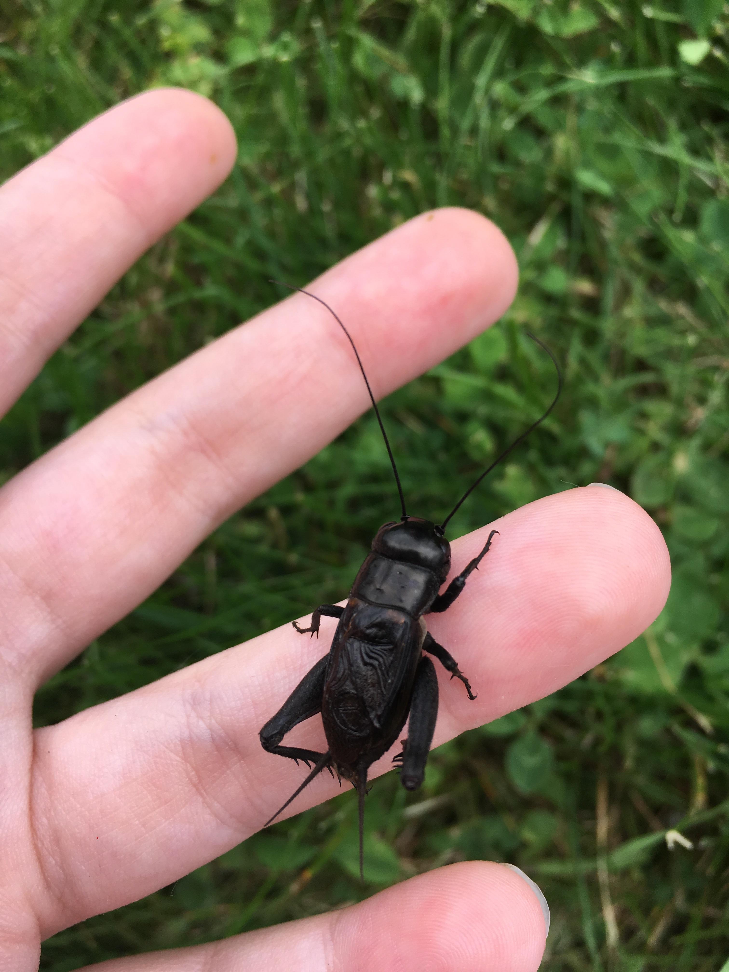 Picture I took of a field cricket a few years back. r/insects