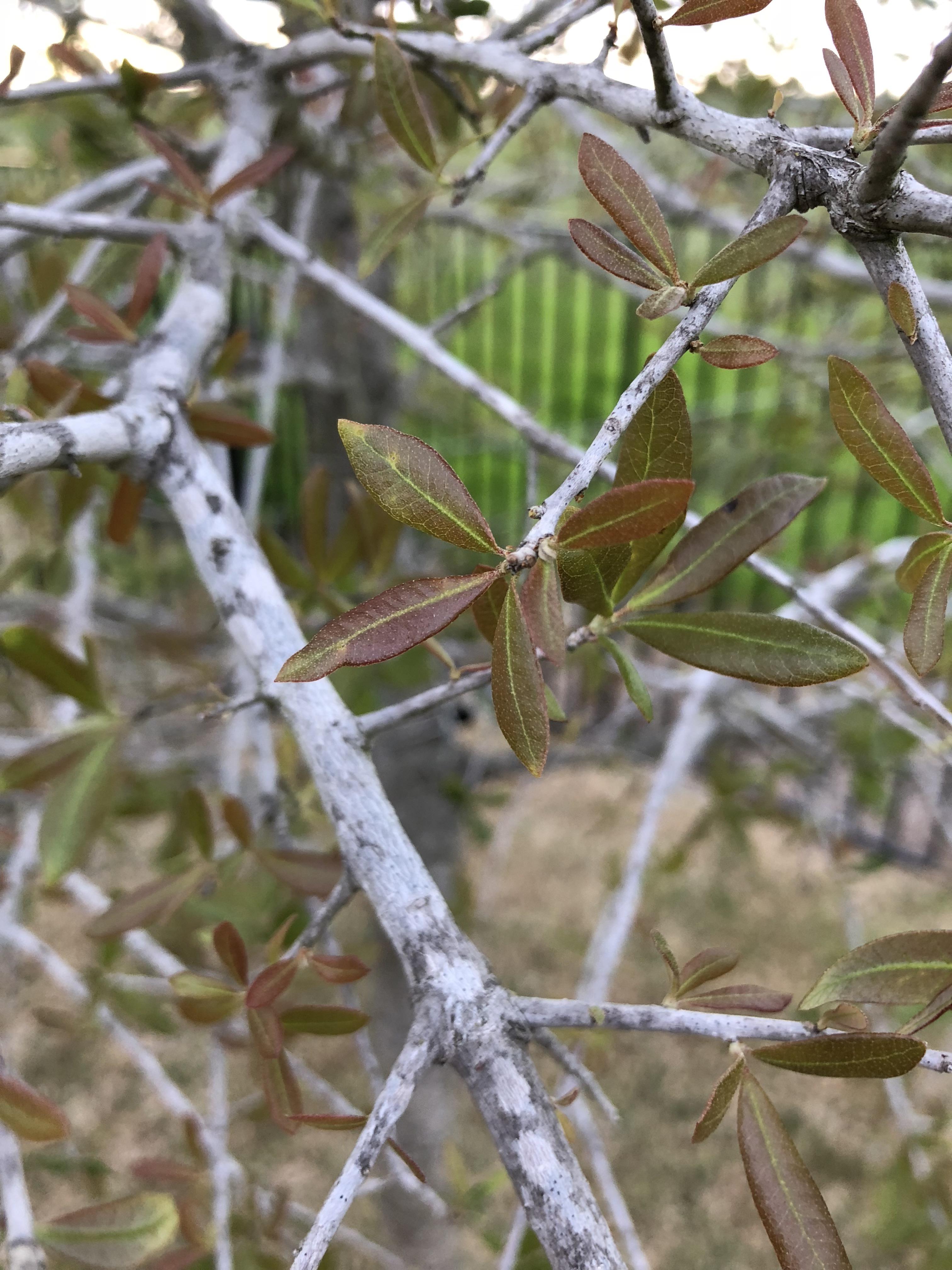 Live Oak leaves turning reddish brown? Help! r/sfwtrees