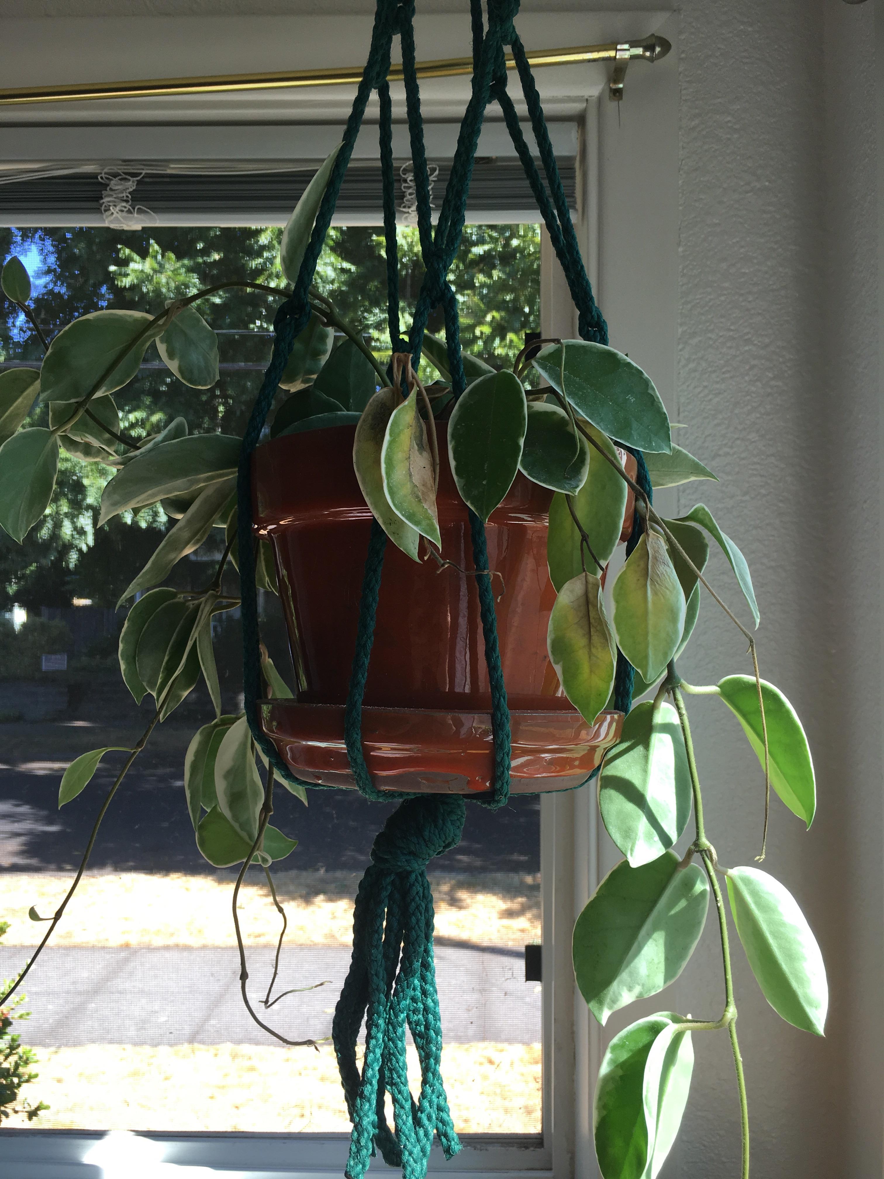 Hey Reddit! Can anyone help identify this beauty? plants