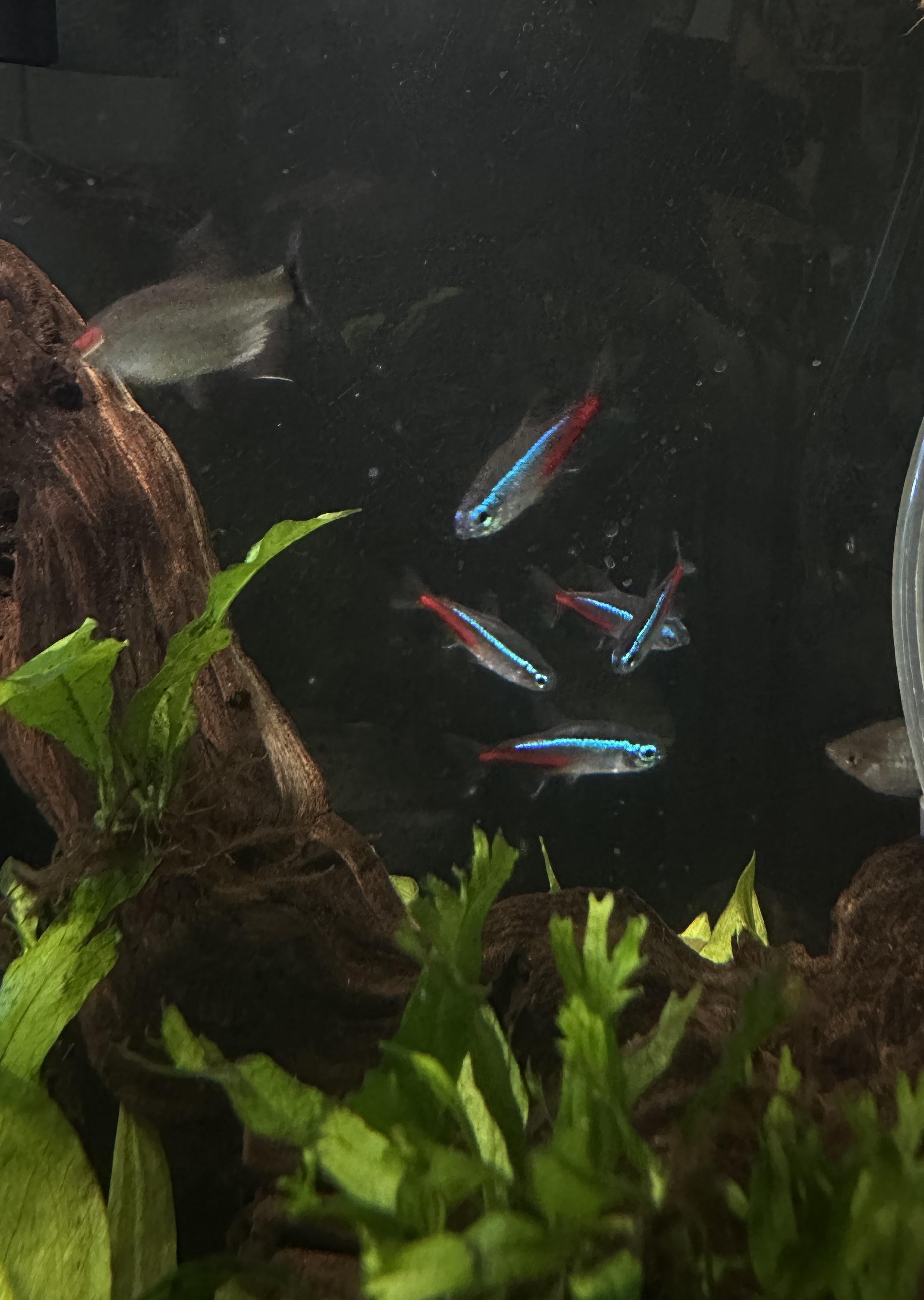 Maximize Your Neon Tetra Experience with a 5 Gallon Fish Tank