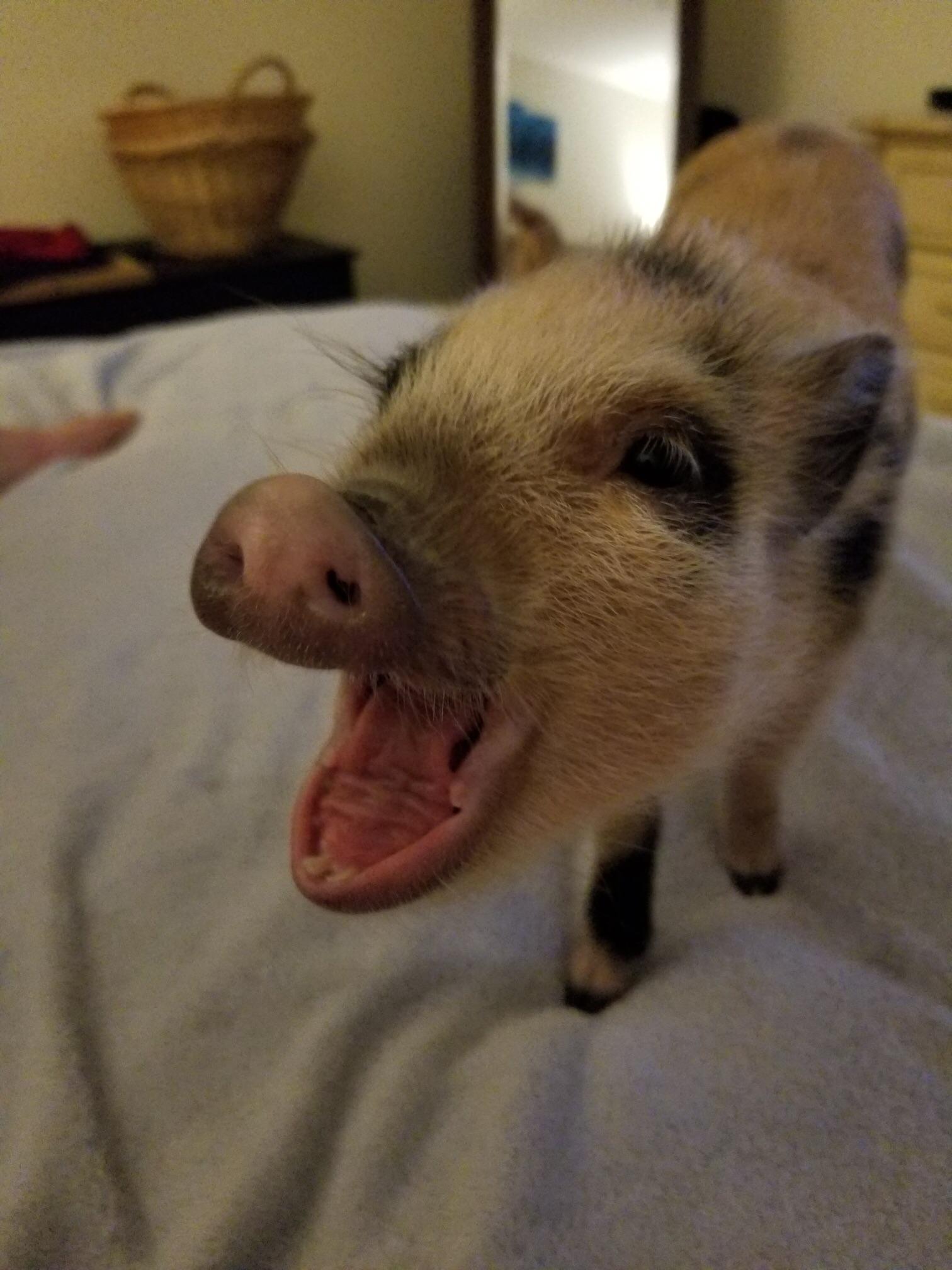 Meet Pepper Pots, Reddit. She says hi! r/aww