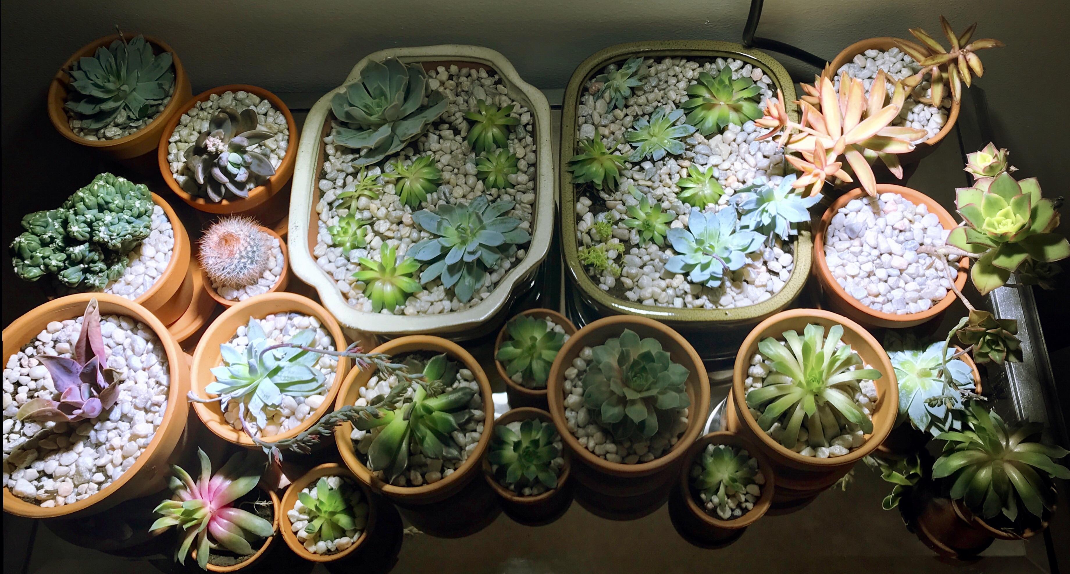 8 tips on how to care for succulent plants BreezyScroll