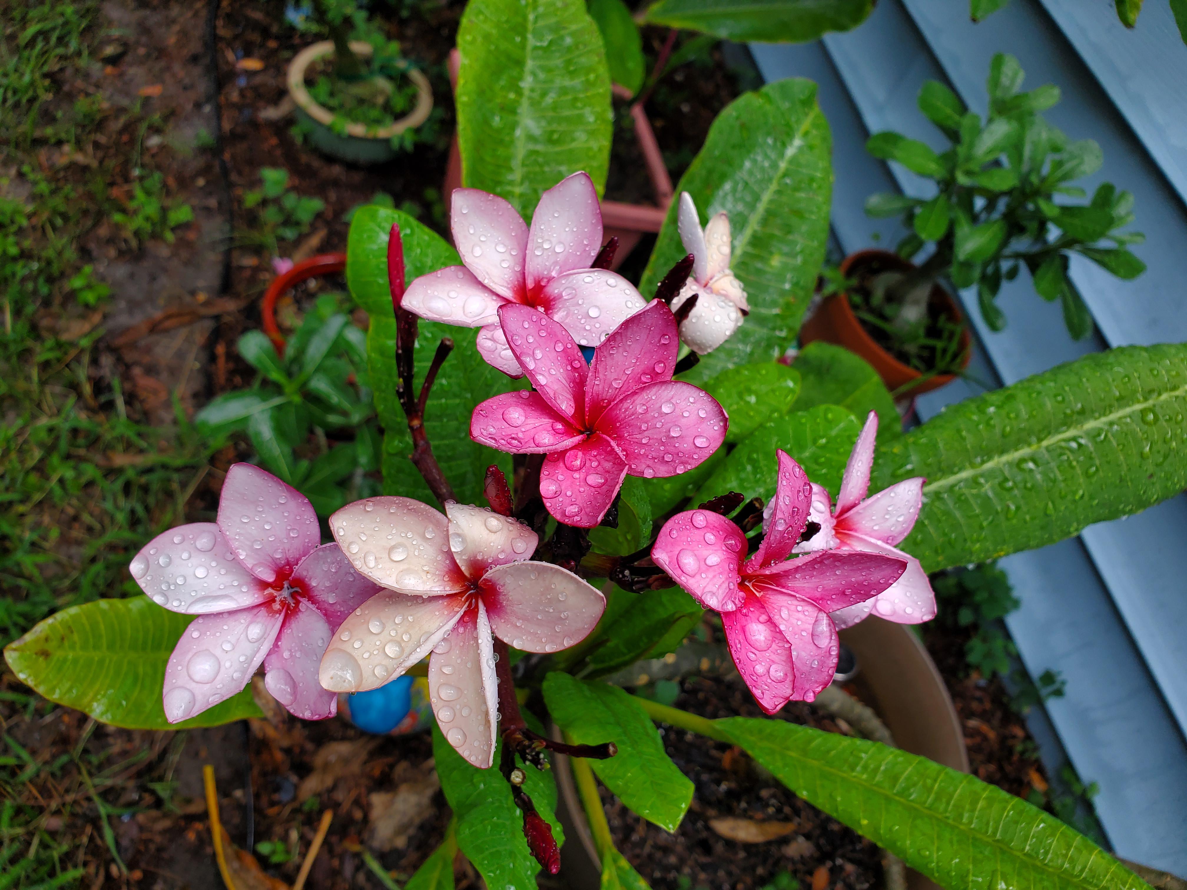 I'm relatively new with plumeria, in anyone's opinion, does this plant