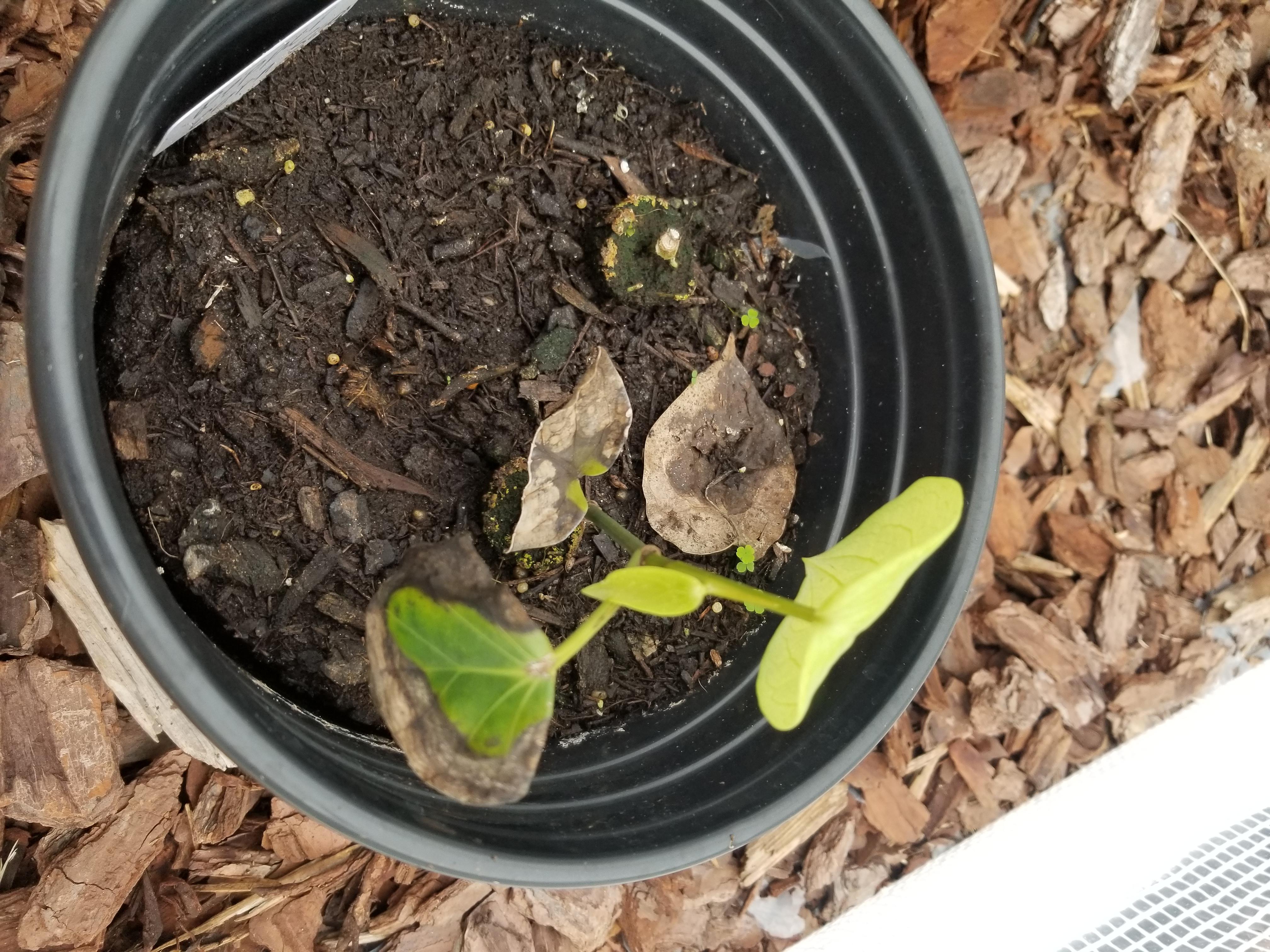 Peppercorn plant. First one I've ever had. It grows 1 leaf and looses