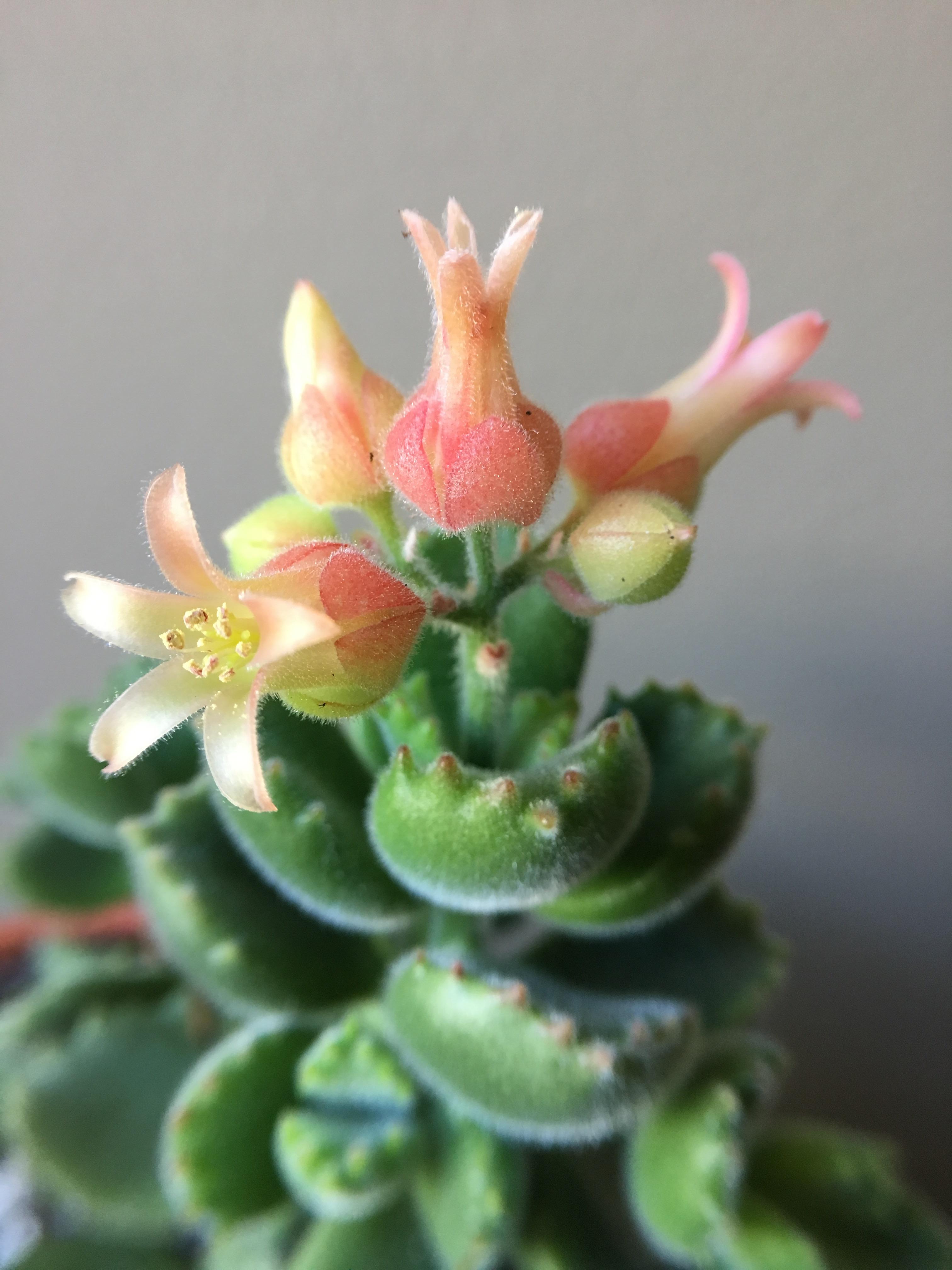 My Bear Paws is blooming! r/succulents
