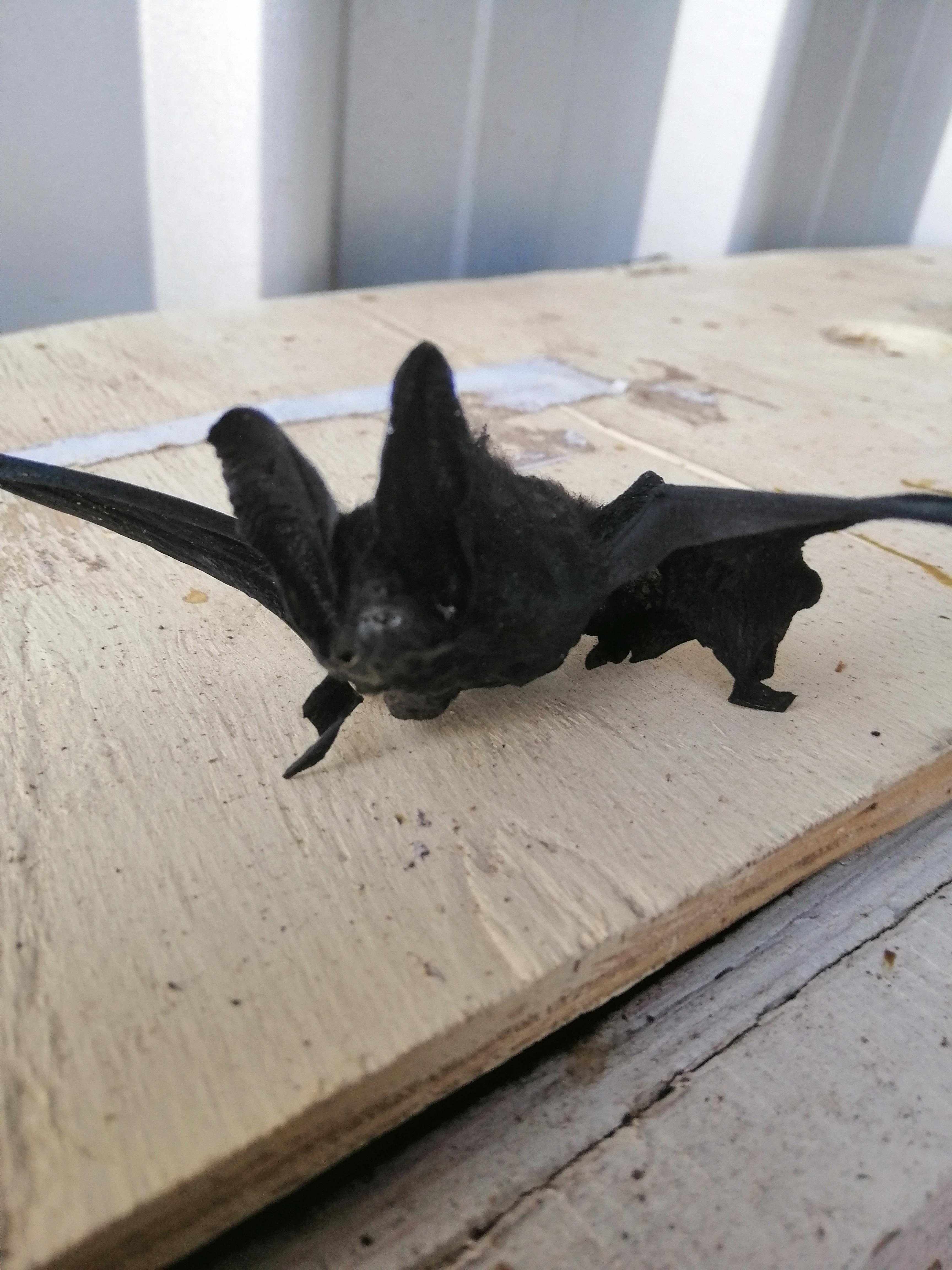 Found a fossilised bat underneath a mates tractor bucket! r/australia