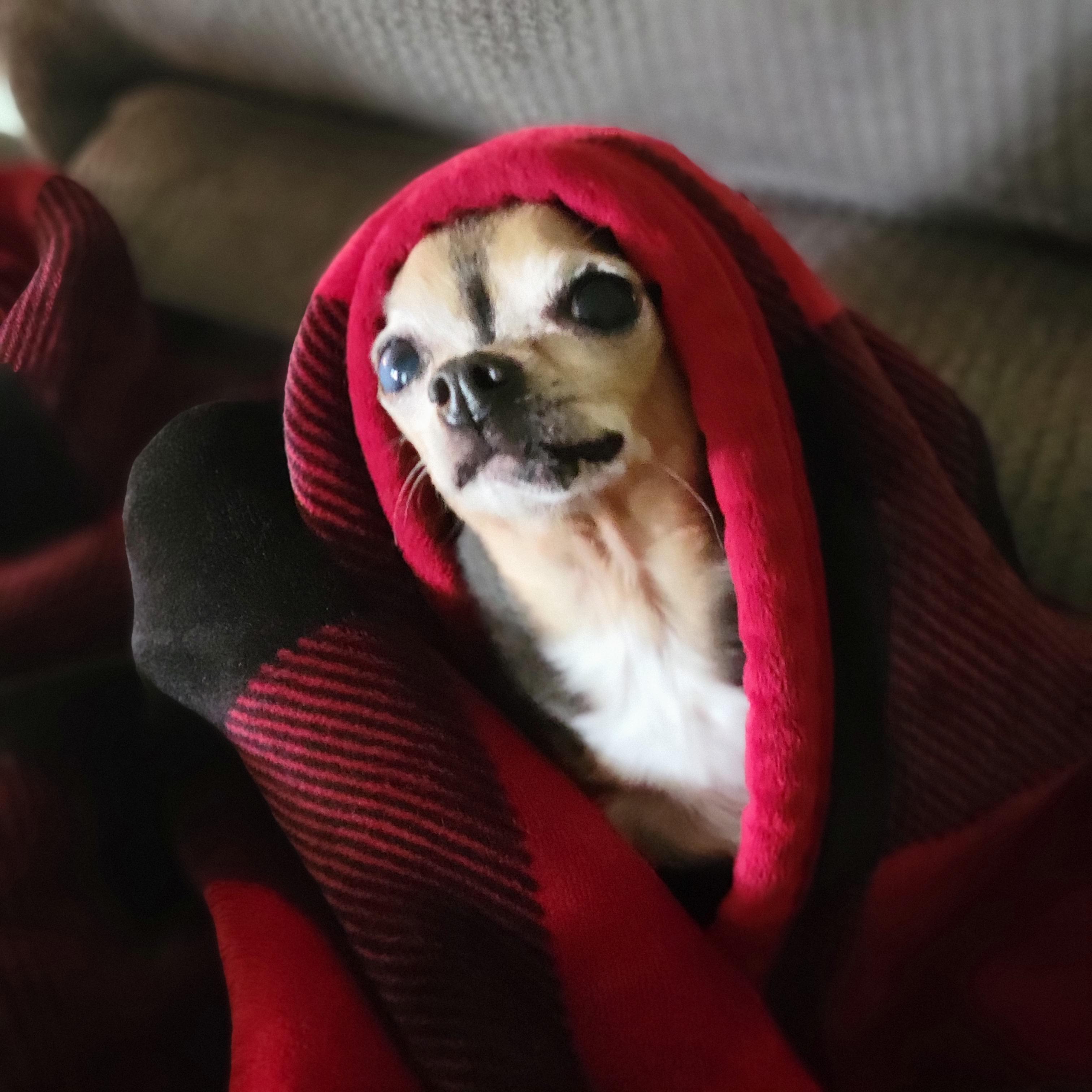 Mr. Steal ya blankets r/Chihuahua