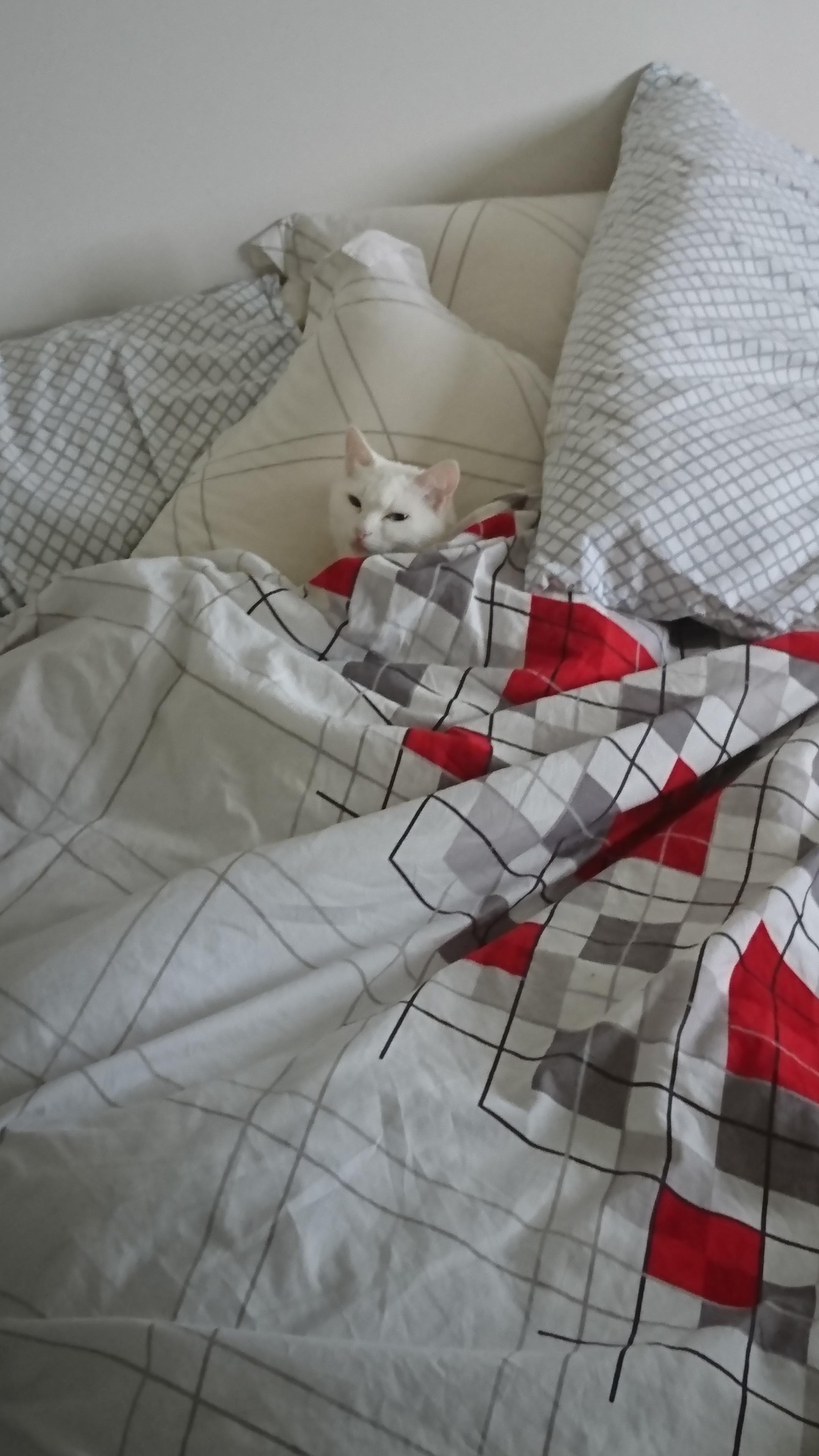 My cat under bed sheets r/aww