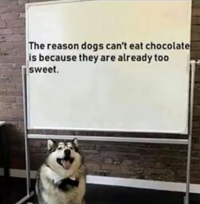 The only known scientific reason of why dogs can’t eat chocolate r