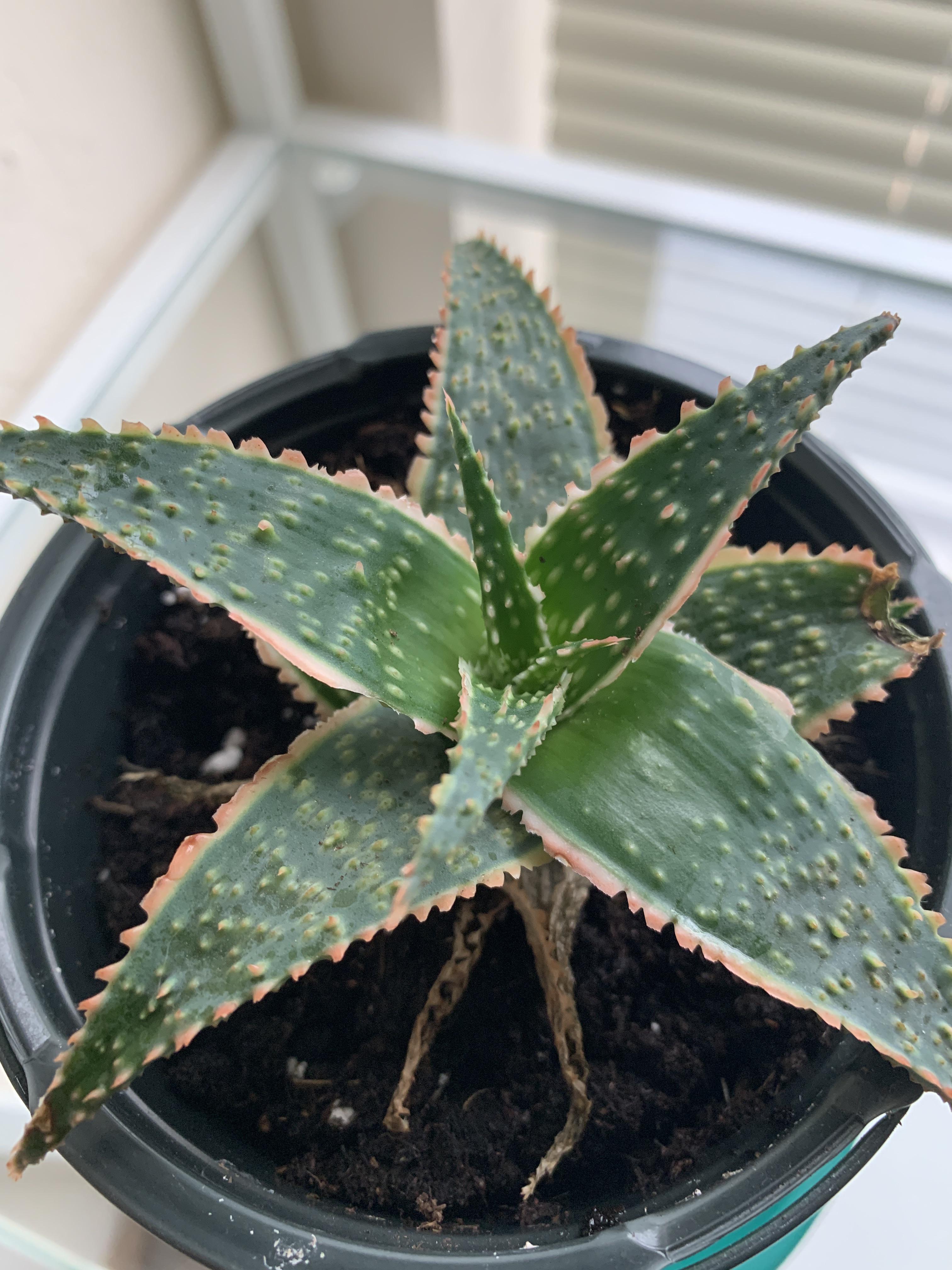 Why are the edges of my aloe turning reddish pink? What