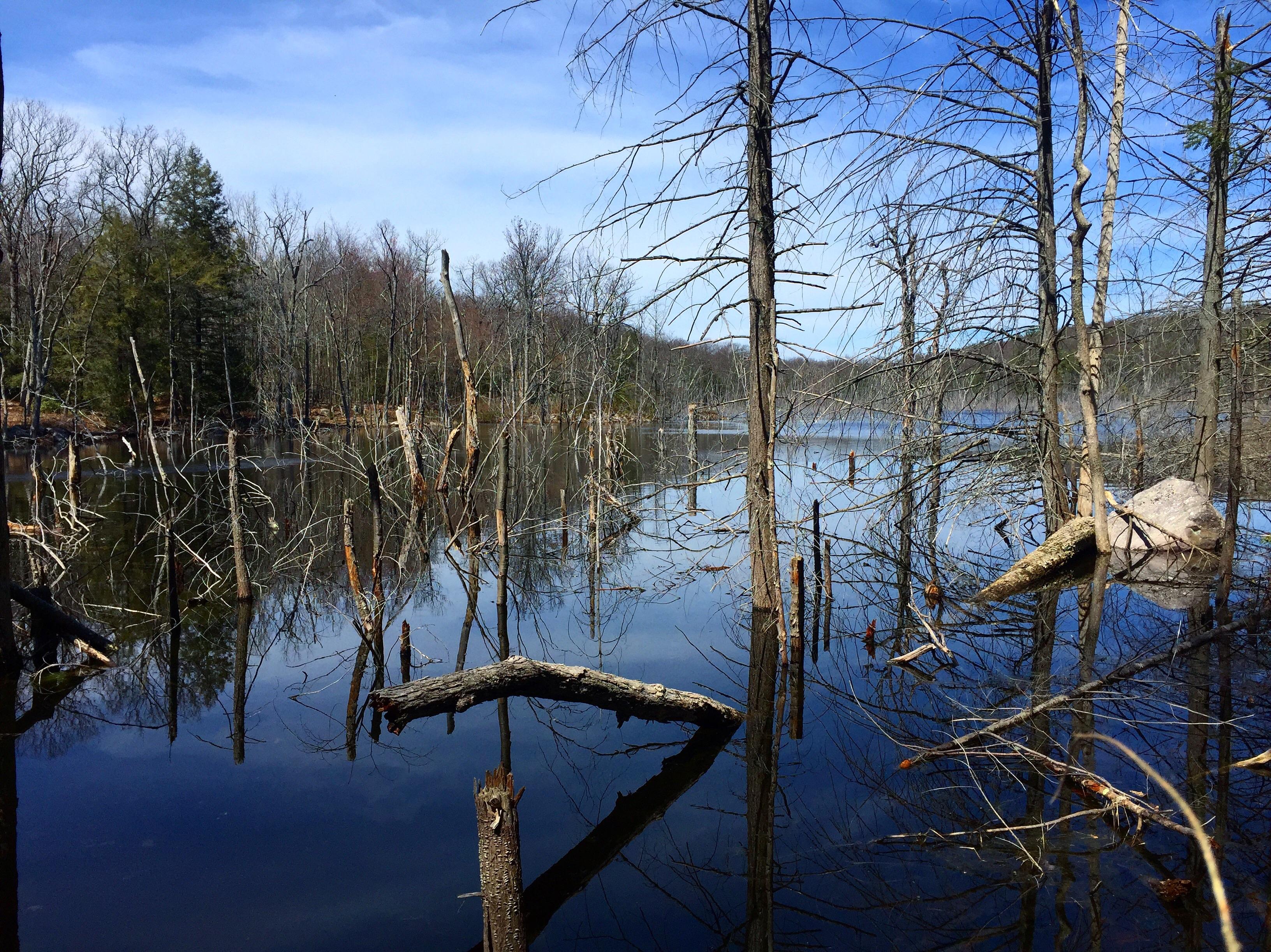 [OC] [3264x2446] A valley flooded by a beaver dam in Sterling Forest, New York r/EarthPorn