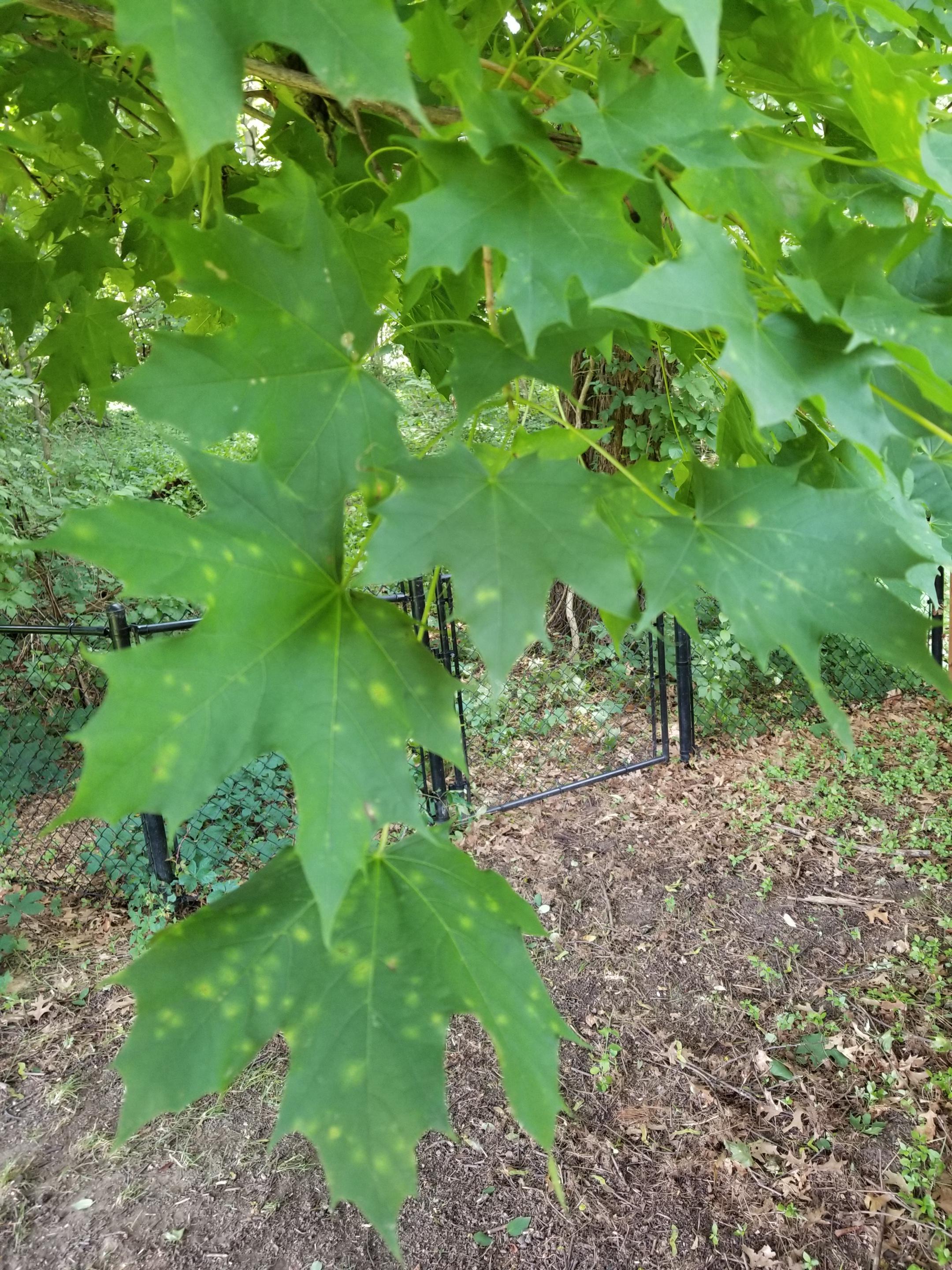 What is wrong with my tree...I think this is a Maple?? Its on all the