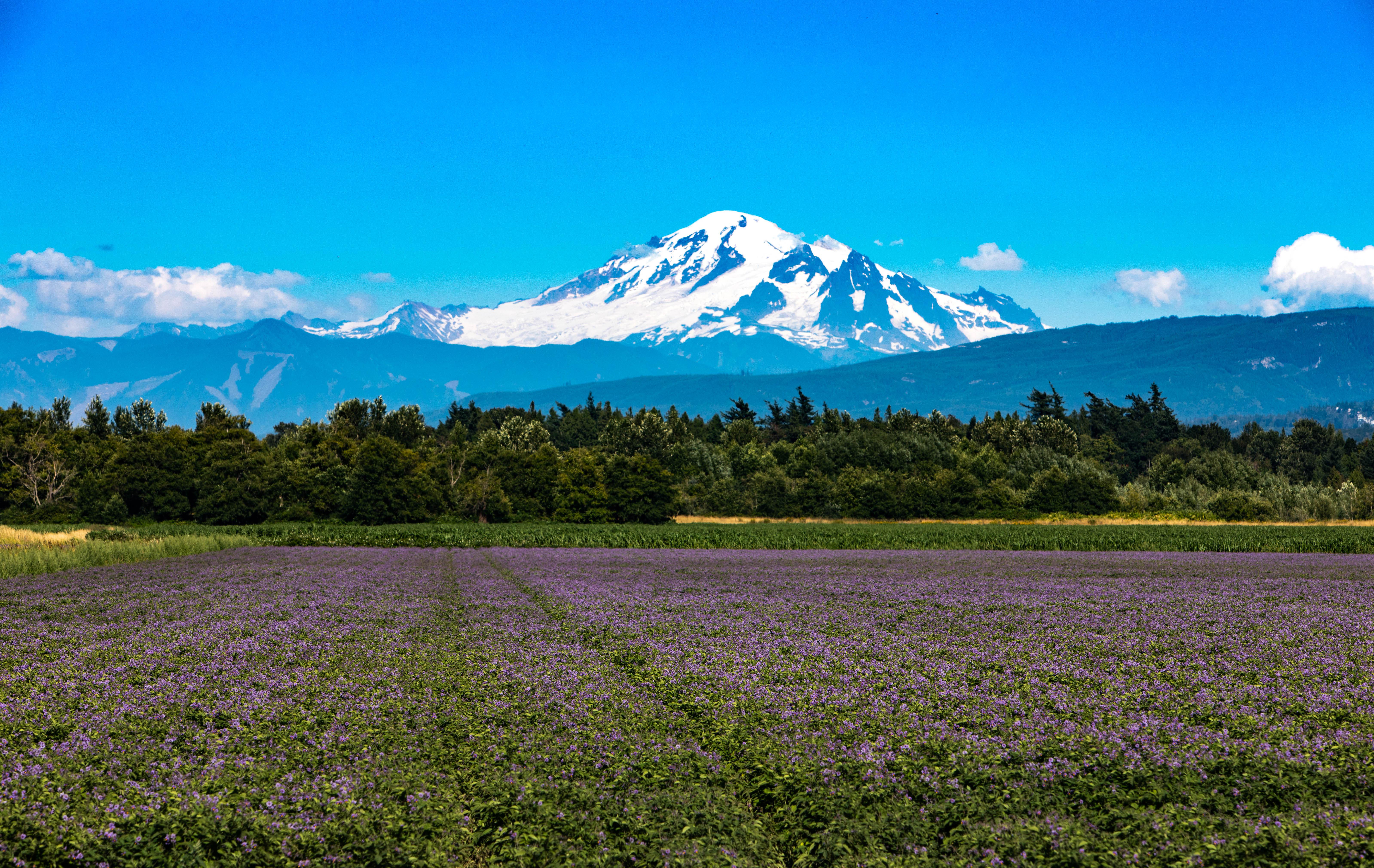 Mt. Baker from Slater Road r/Bellingham