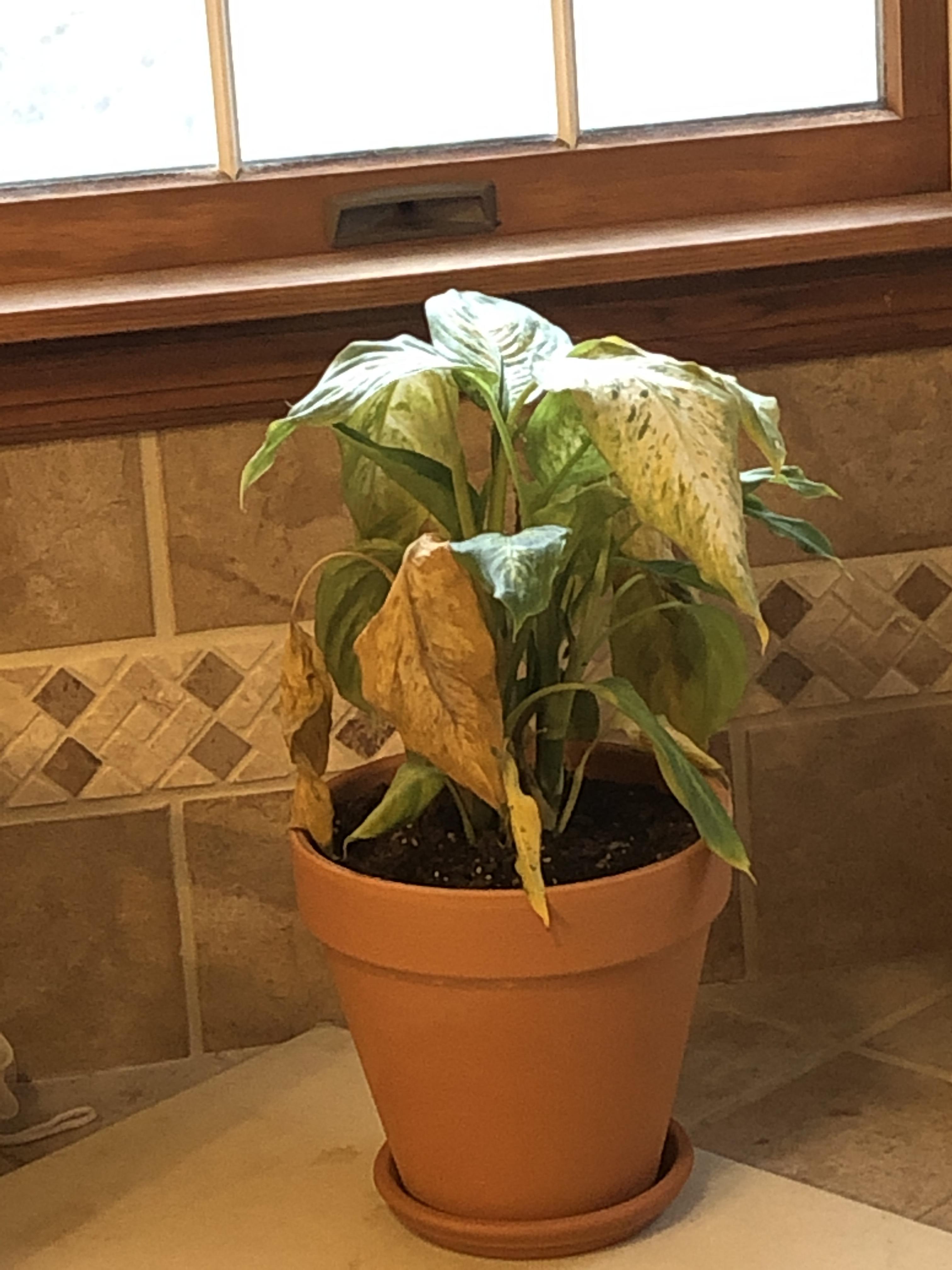 Dieffenbachia is turning yellow and wilting r/plantclinic