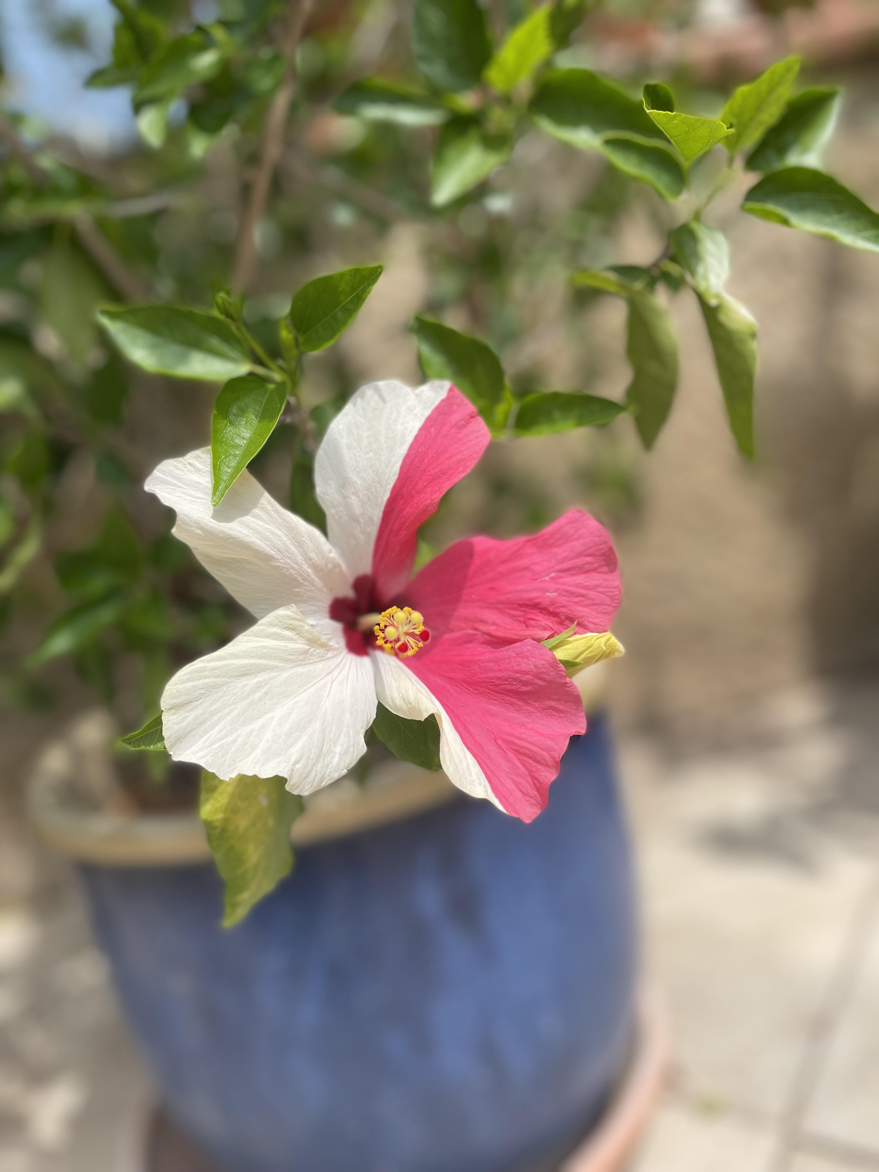 🔥 This hibiscus flower perfectly split in 2 r/NatureIsFuckingLit