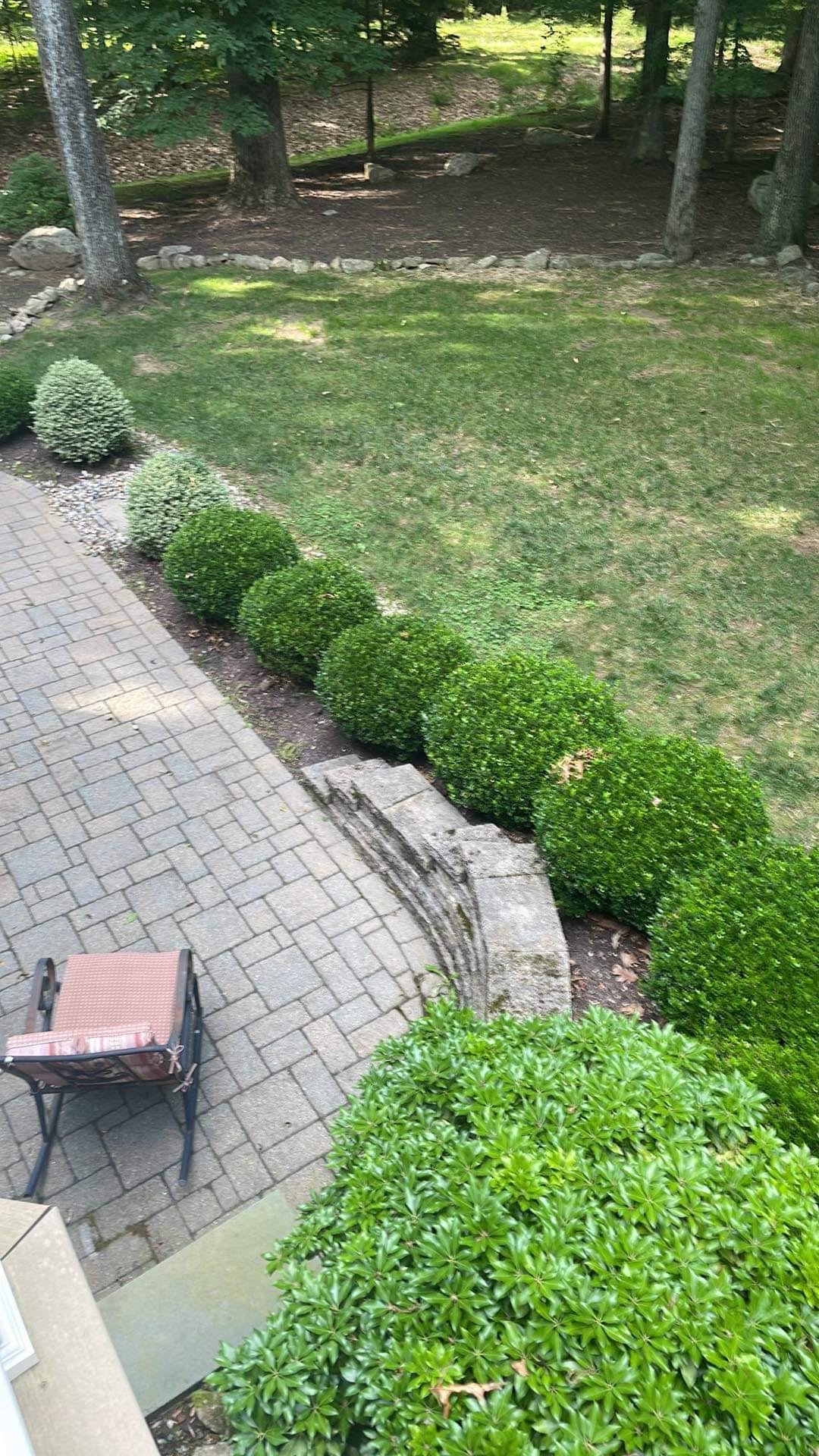 Any ideas for a boxwood replacement? Not a huge fan of shaped shrubbery