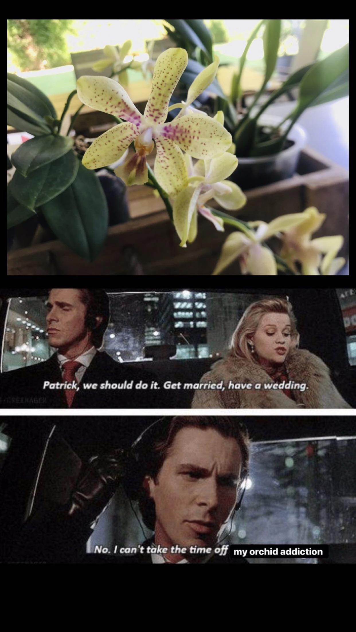 Since my other meme got a couple of likes I’ll post another one r/orchids