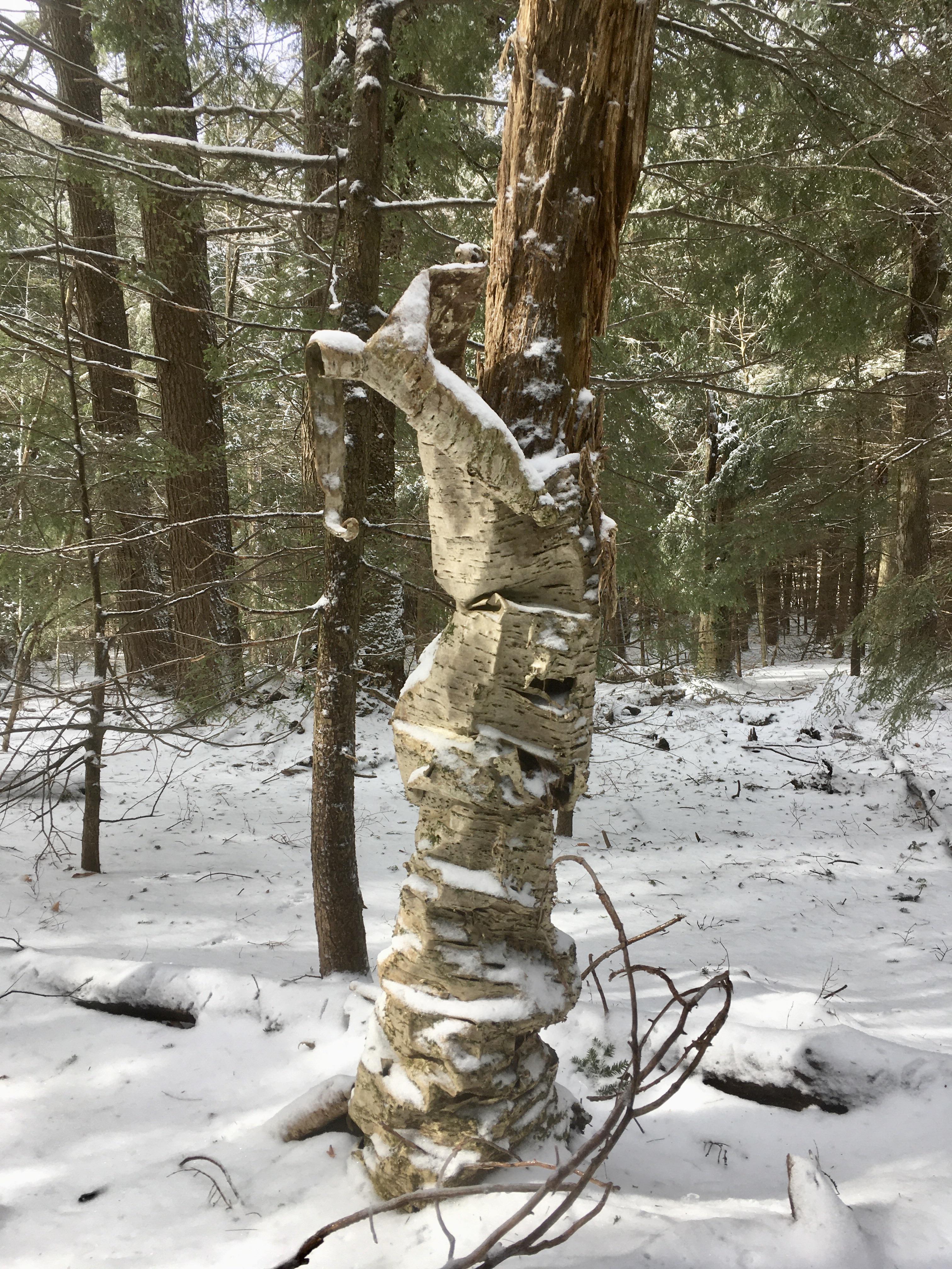 Birch Bark Sloughing Off It’s Rotting Trunk r/marijuanaenthusiasts