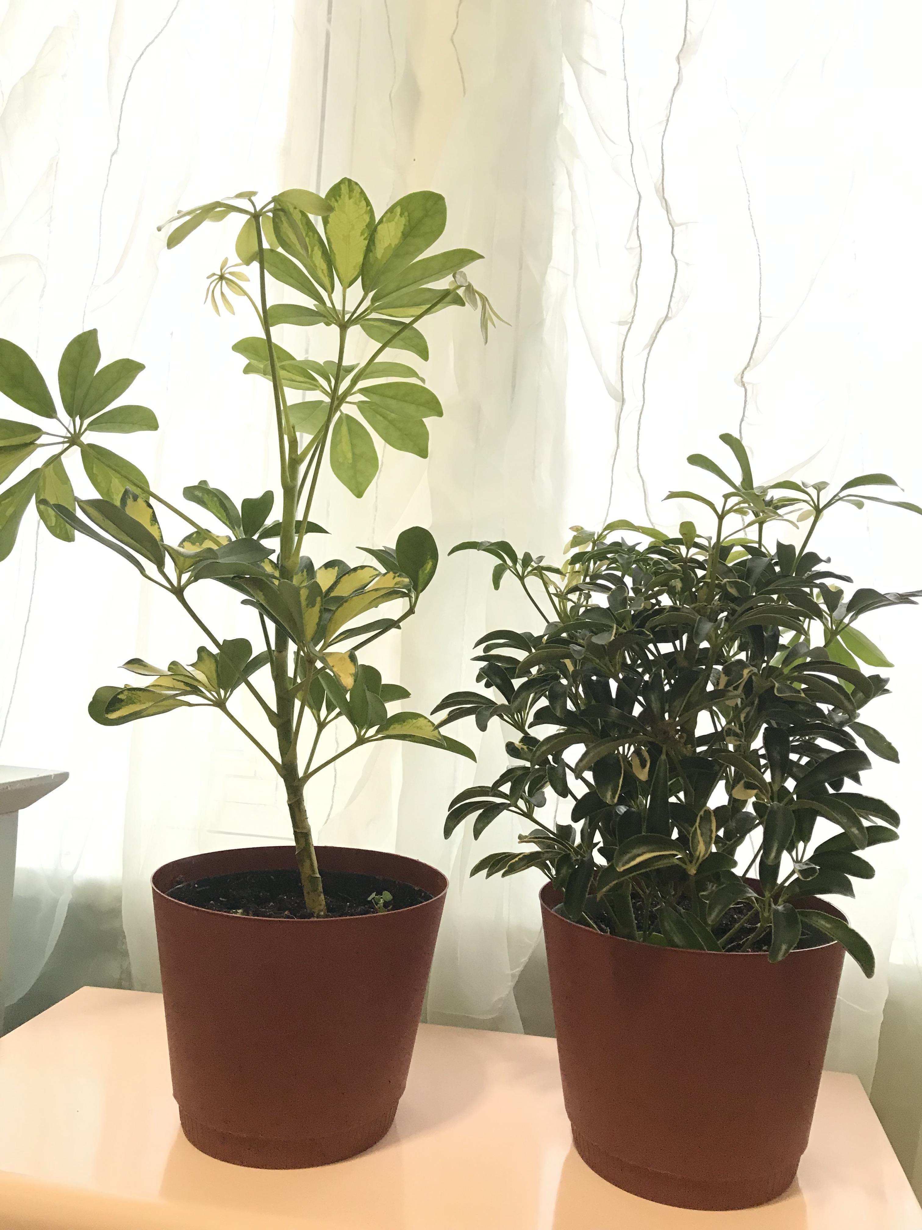 ID help 2 Trader Joe's “tropical plants” r/houseplants