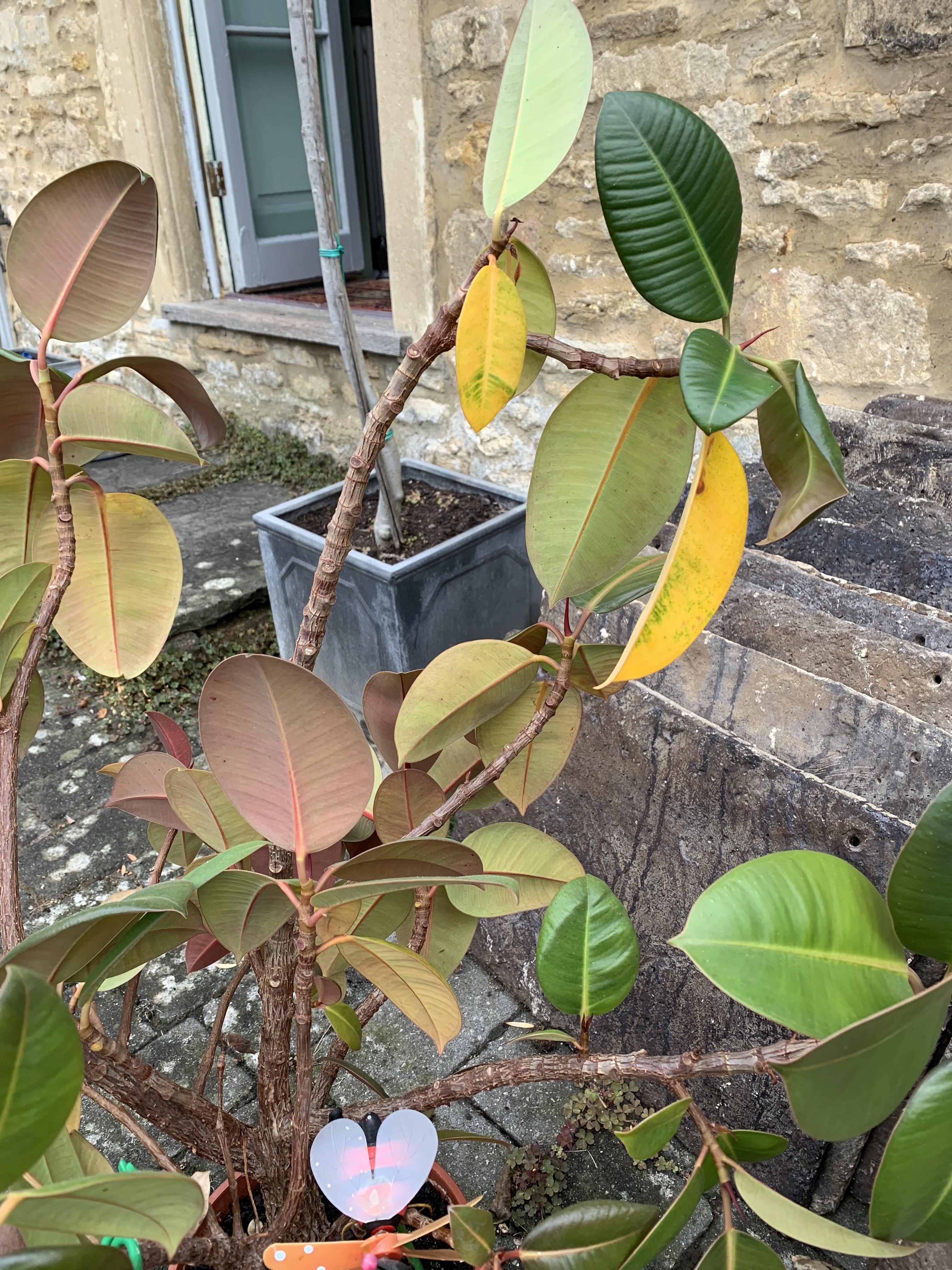 Drooping and yellowing leaves on rubber tree, please can someone help