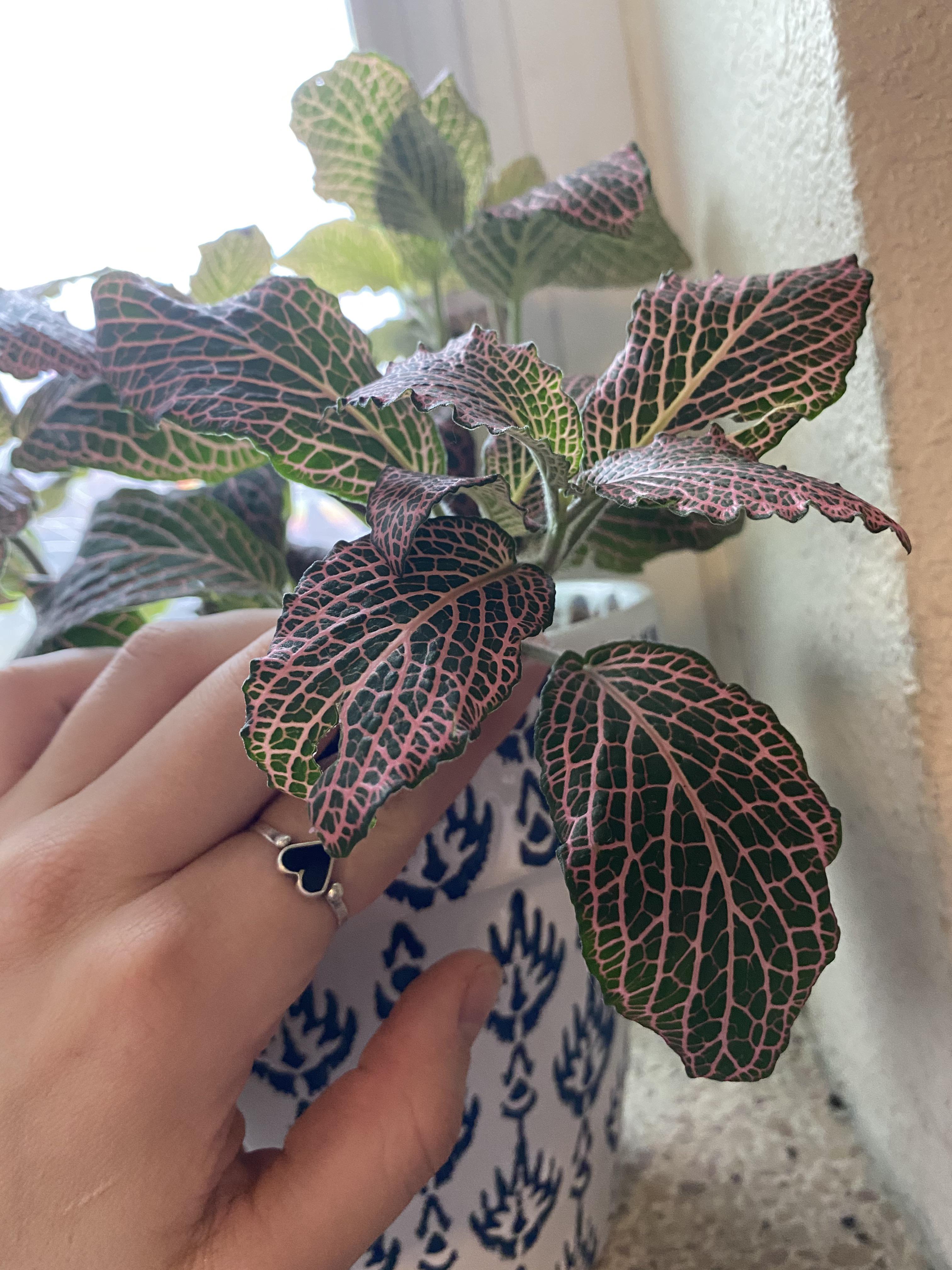 Leaves of nerve plant are dry and crispy, specifically around the edges
