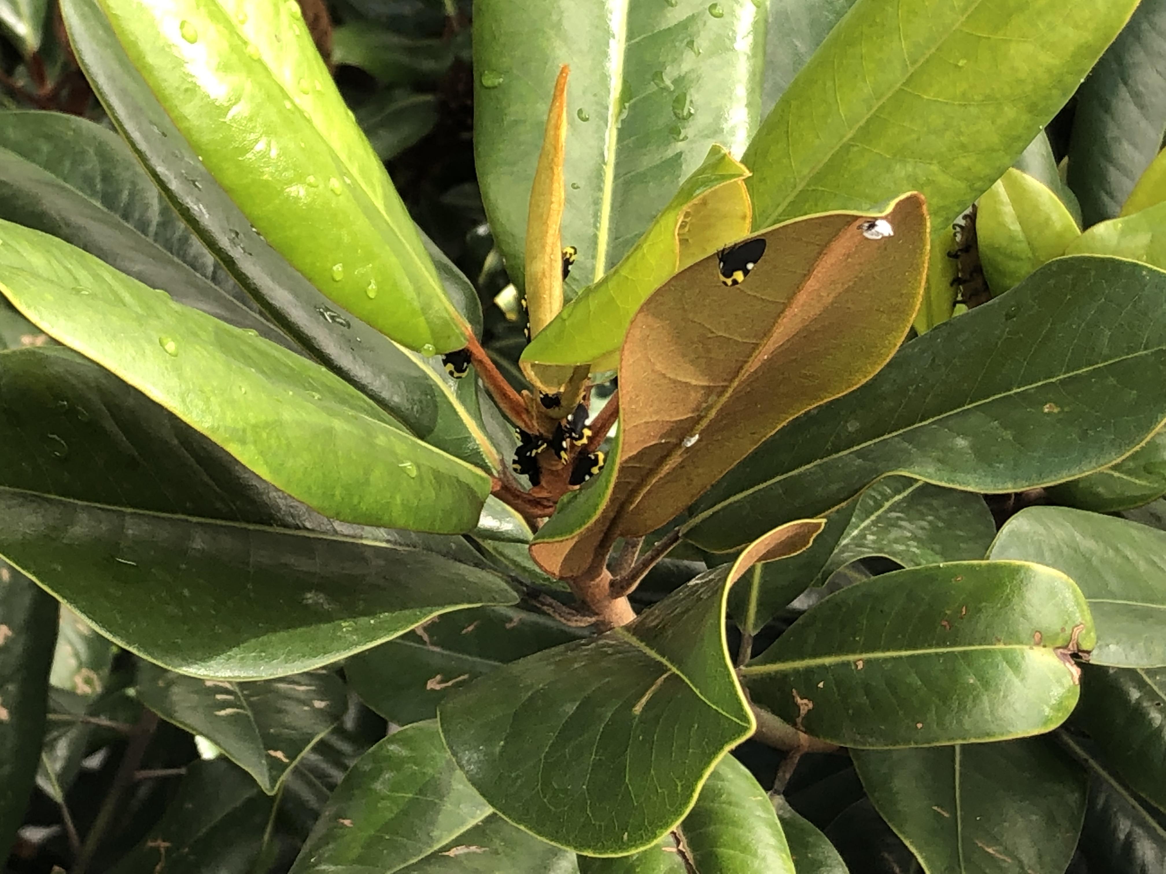 Can someone help me identify these insects that are eating my Magnolia