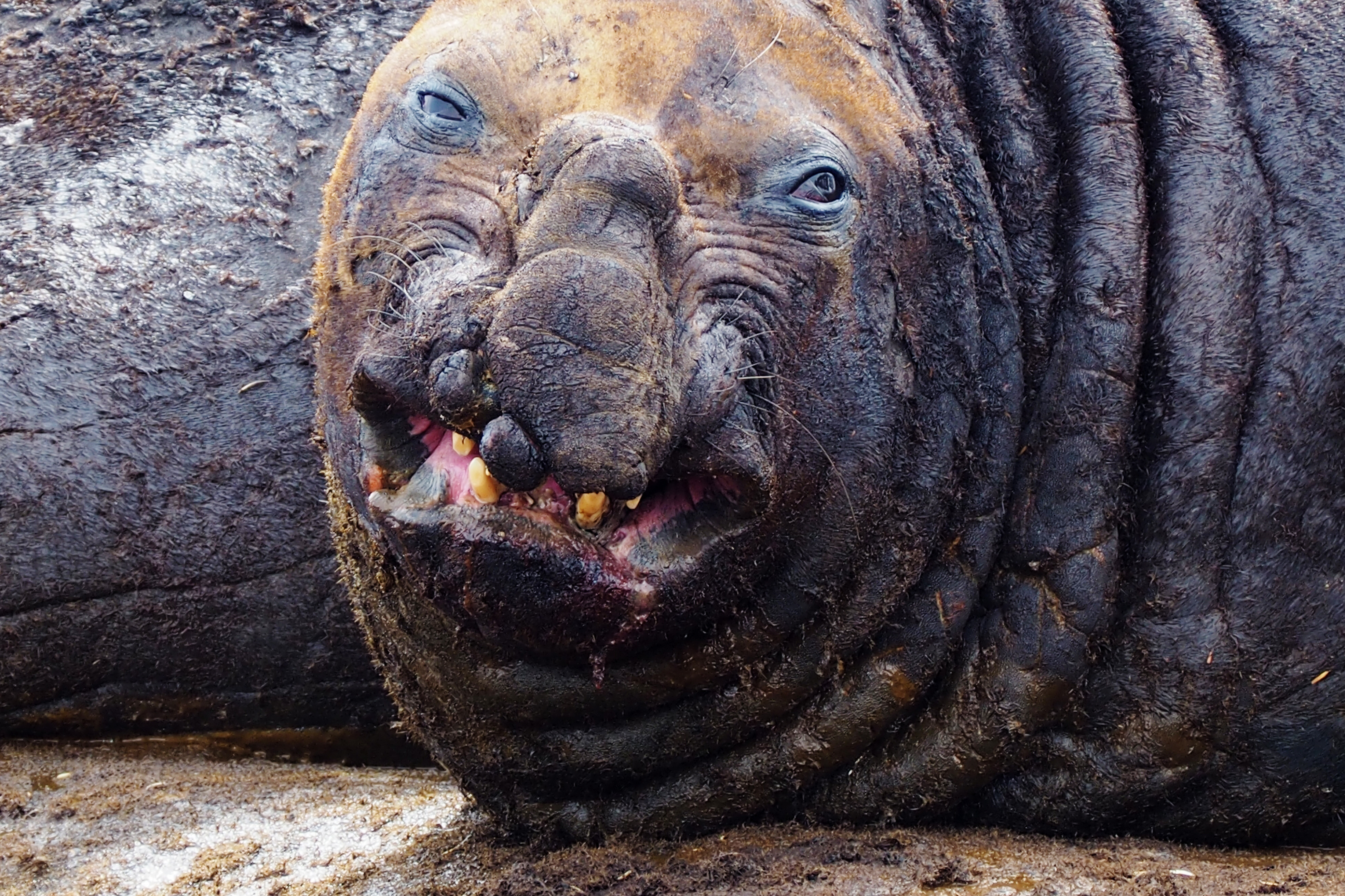This Elephant Seal has seen some shit natureismetal