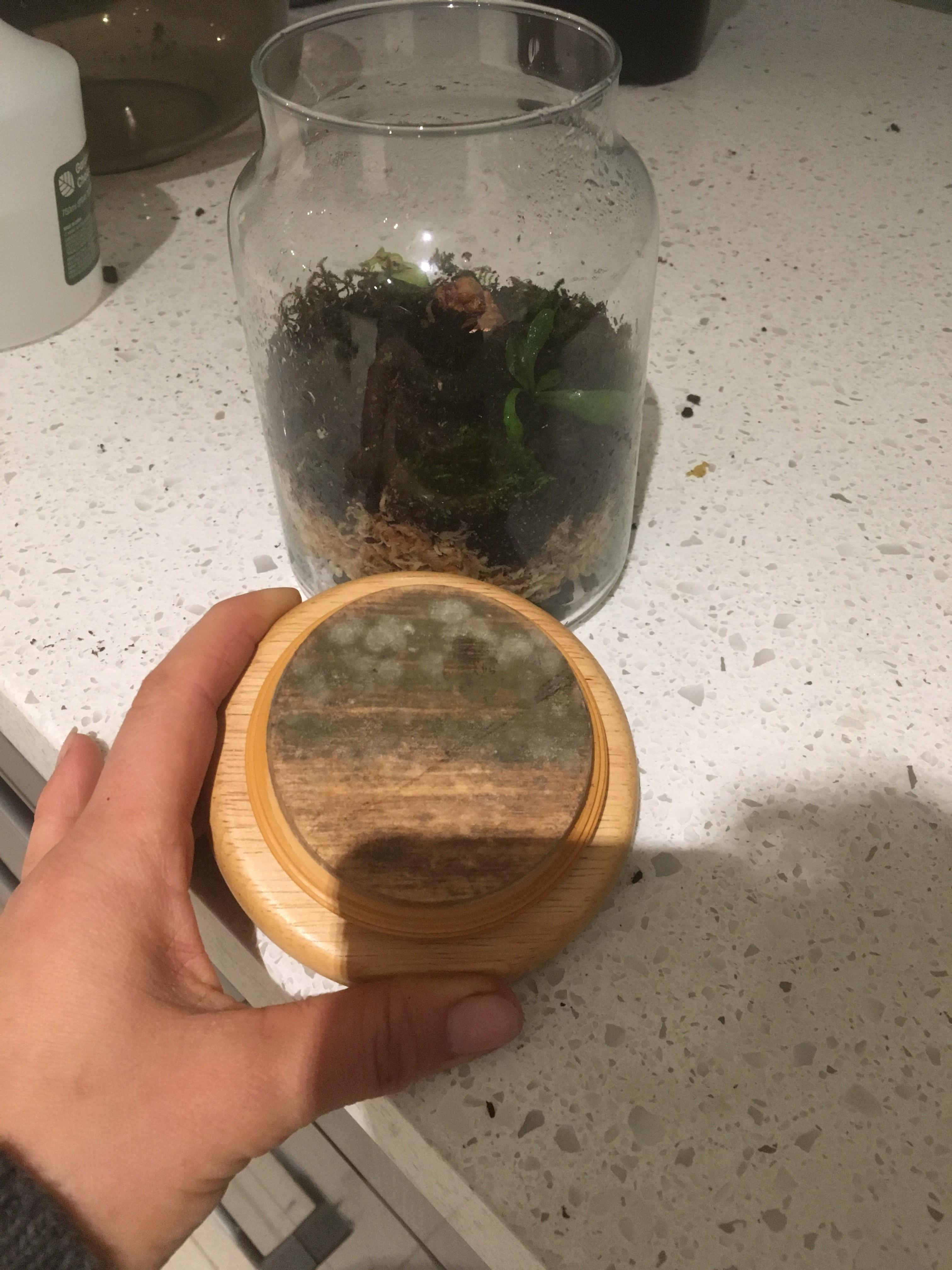 Just took the lid off one of my closed terrariums and it’s growing