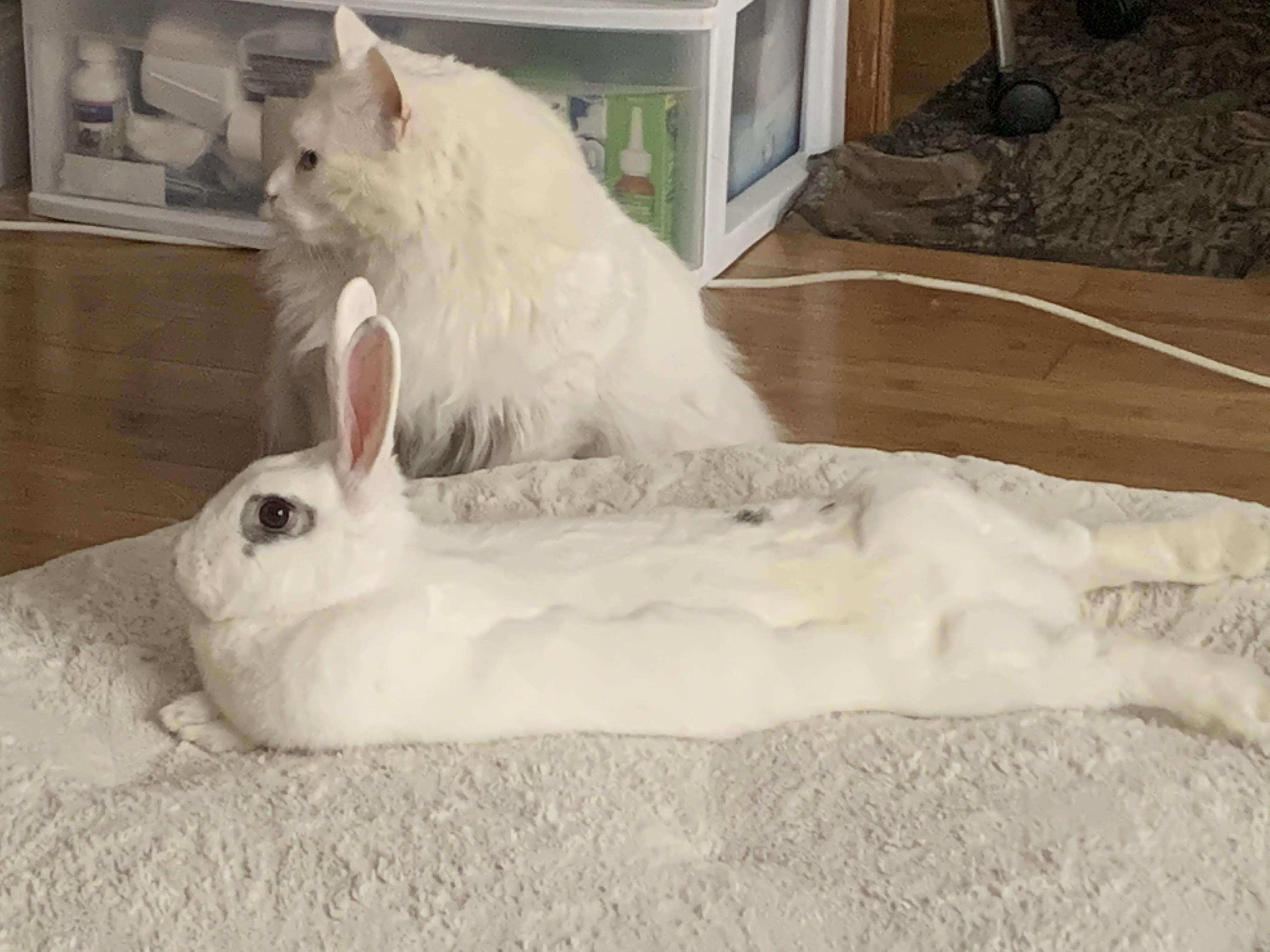 My rabbit with her brother r/aww