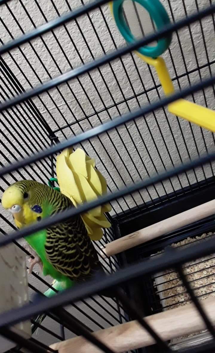 This is my first parakeet and I have somewhat of an idea of what I'm