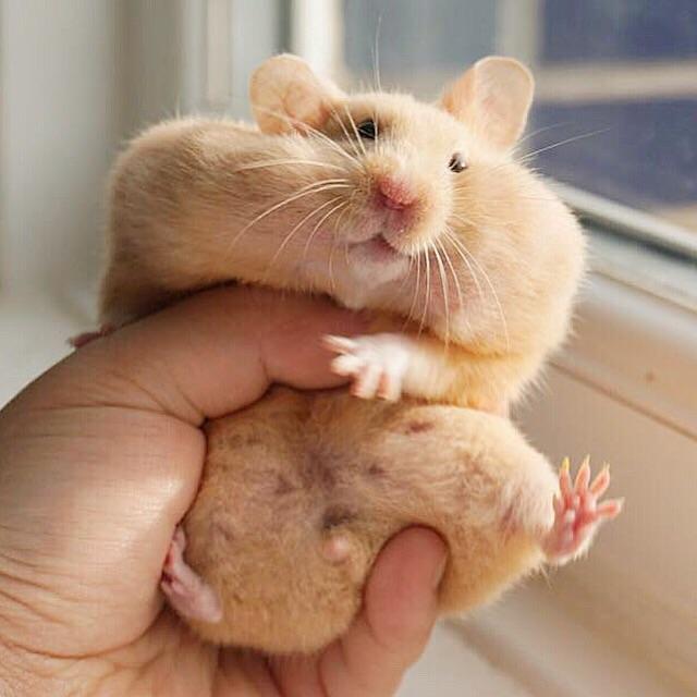 Food storage unit r/AbsoluteUnits