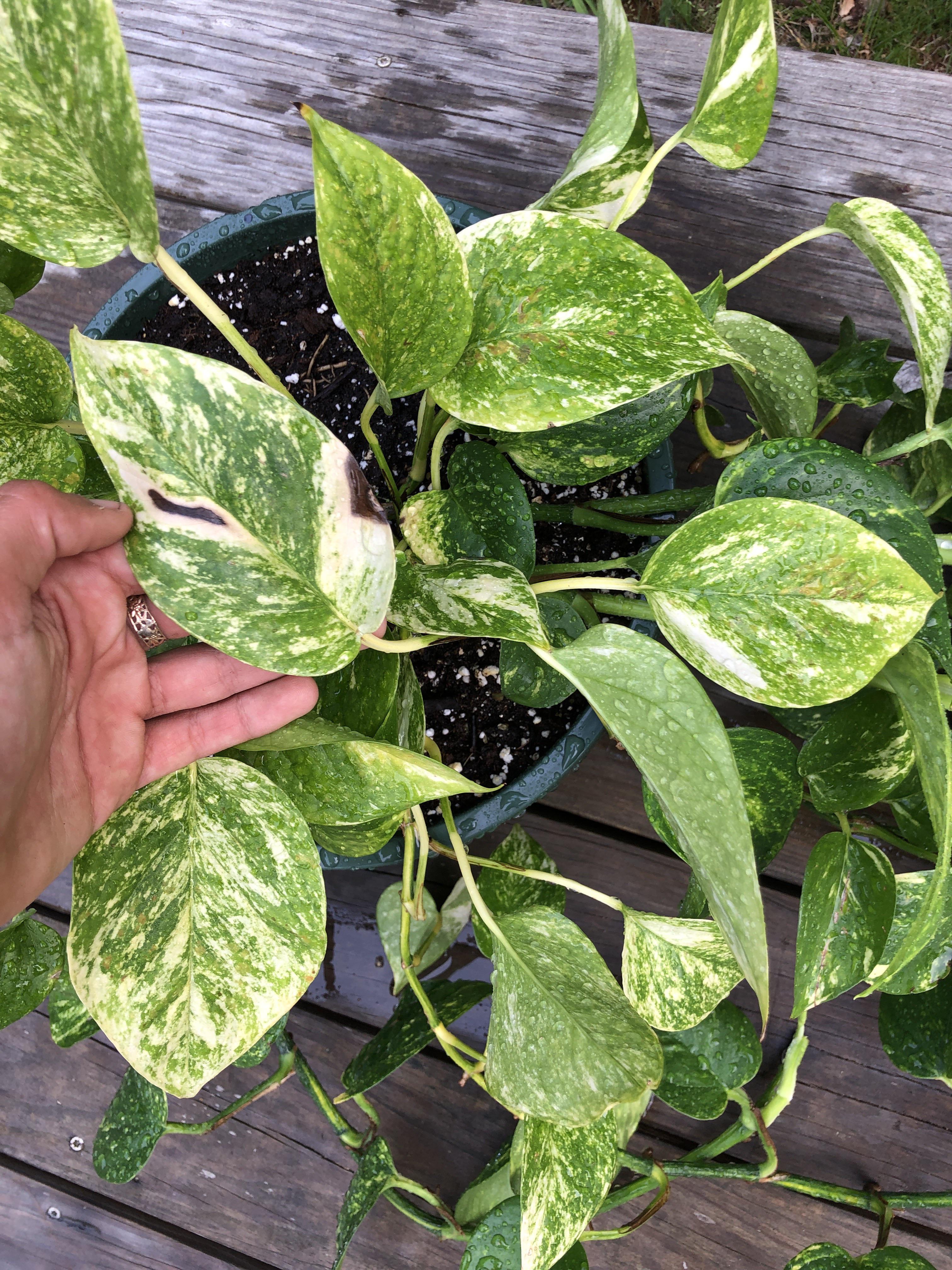 Why do my pothos’ leaves look burnt? The same is happening with my ivy