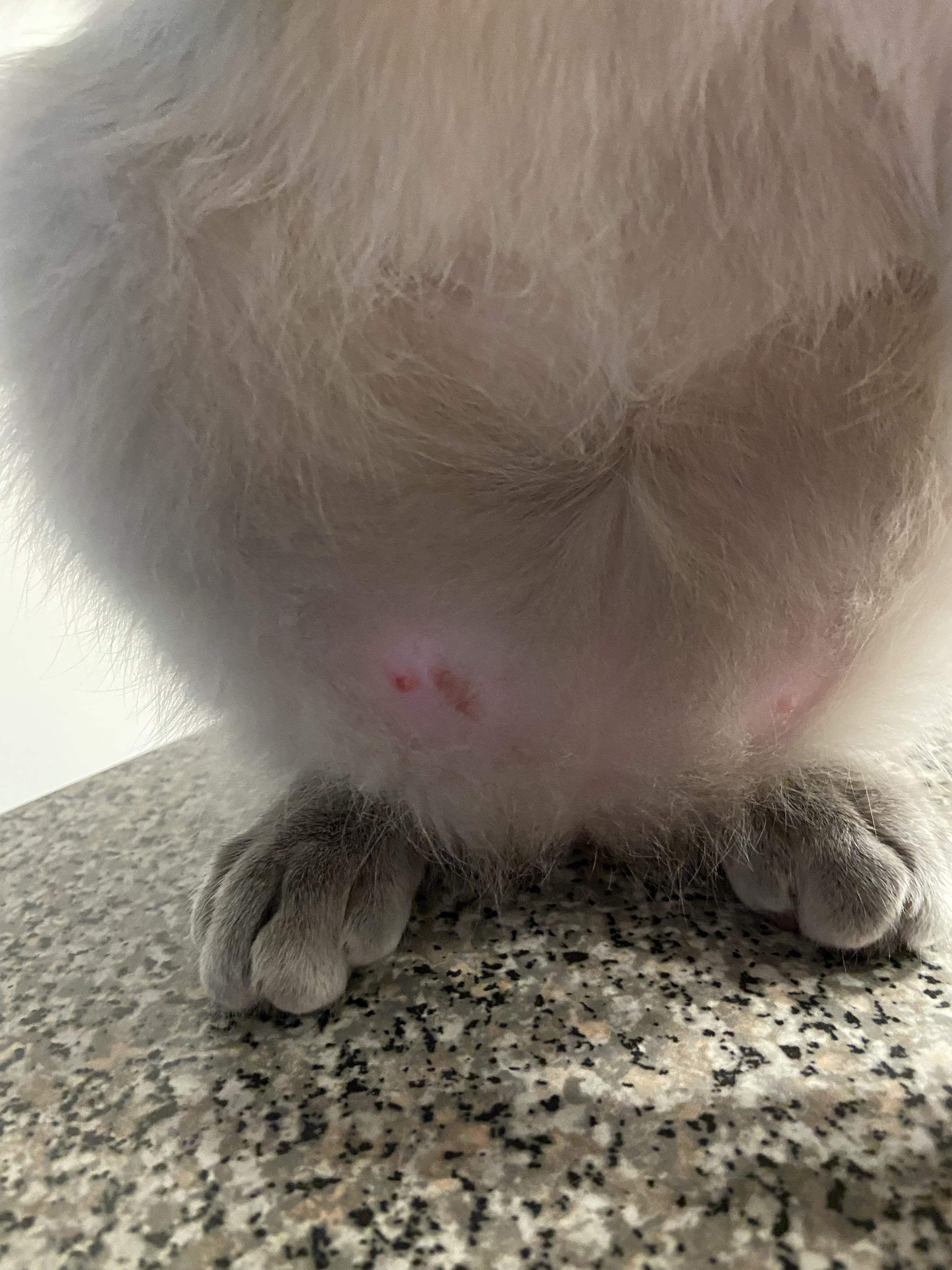 My 2 year old cat has this rash on his lower belly. Looks like around a