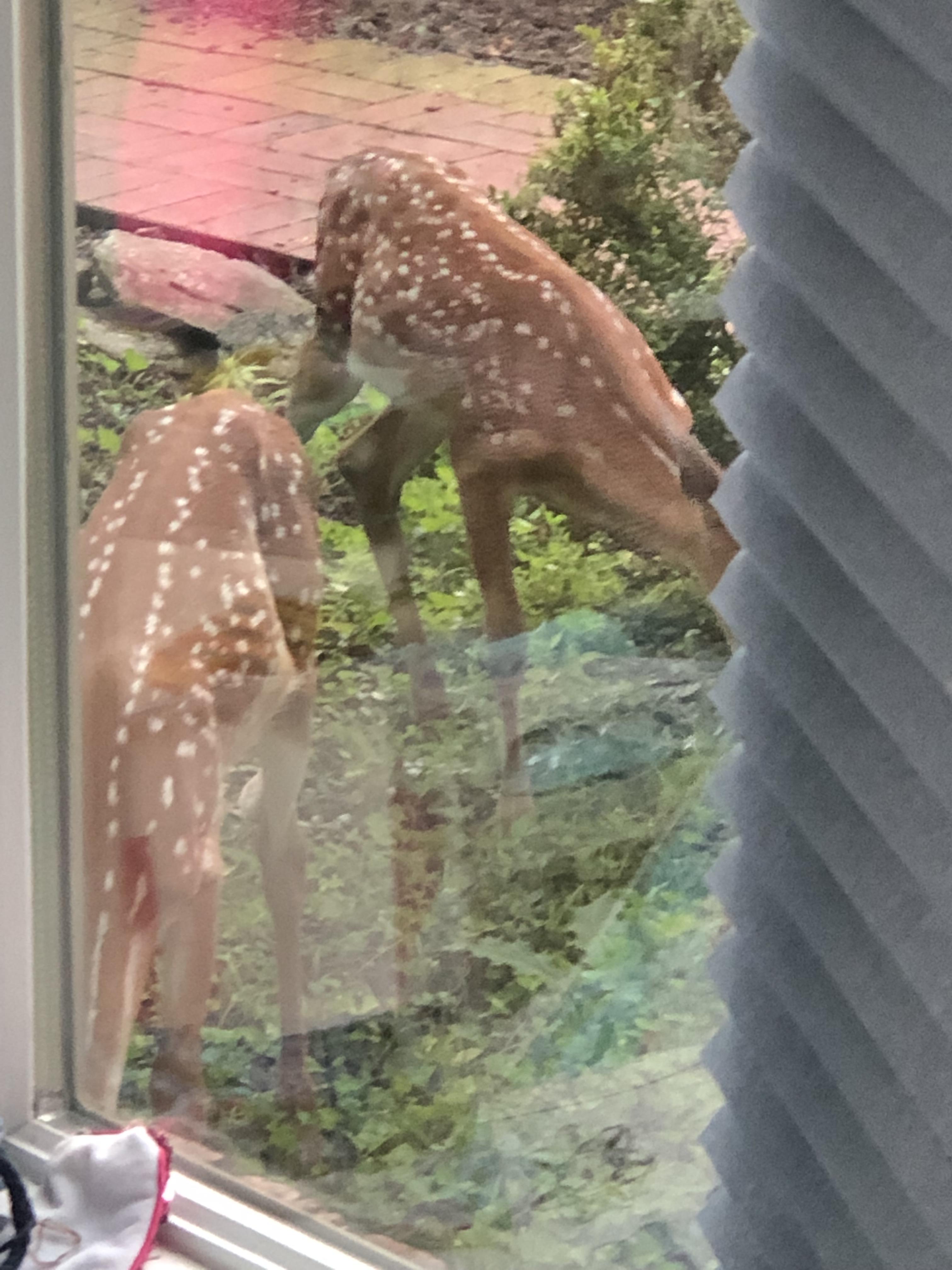 Cara Junior Garden Referensi