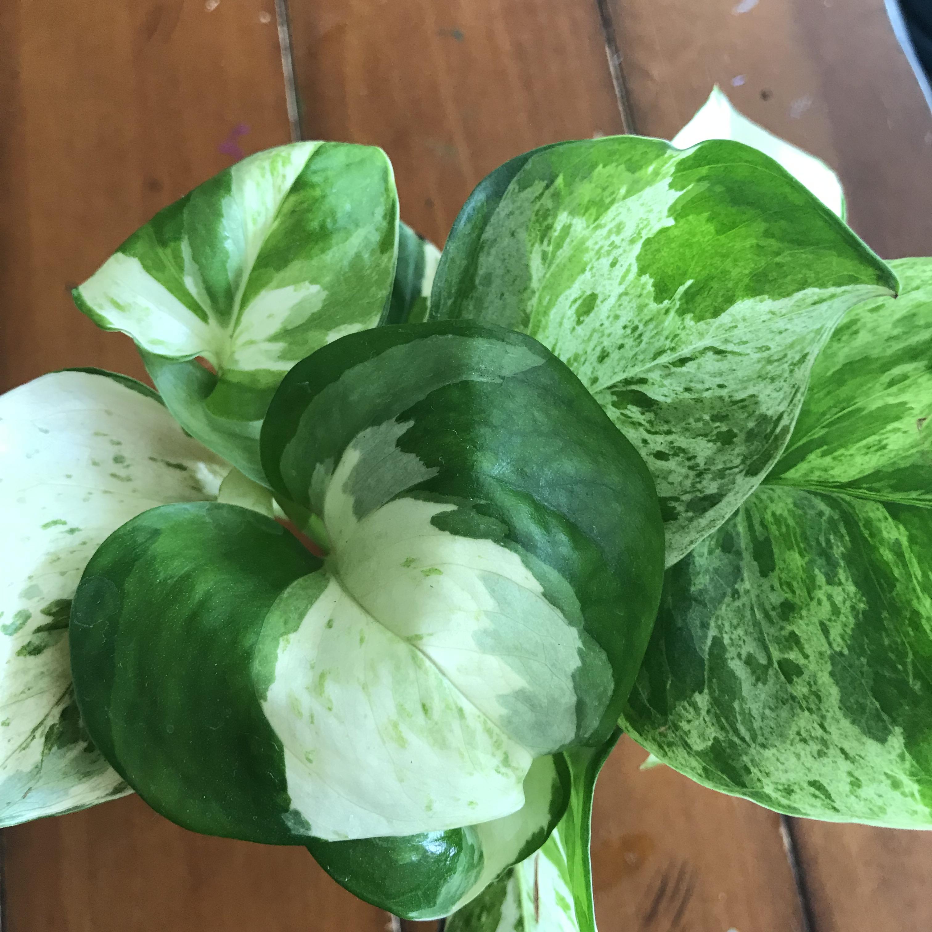 Pearl Jade Pothos Pothos Plant