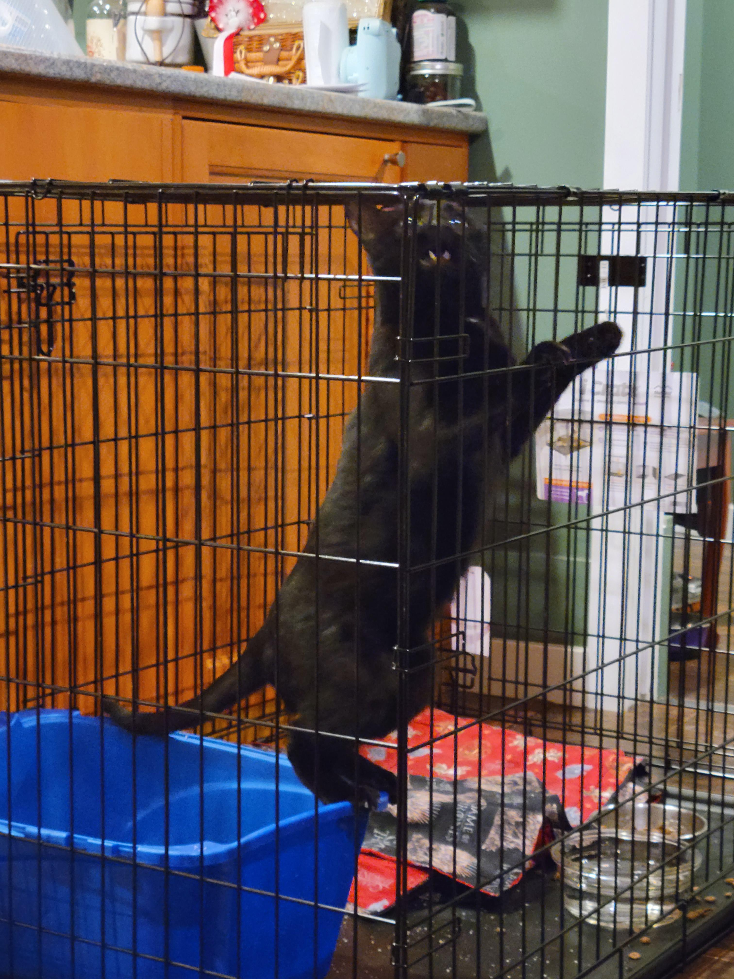 Charlie isn't taking post surgery cage rest seriously r/blackcats