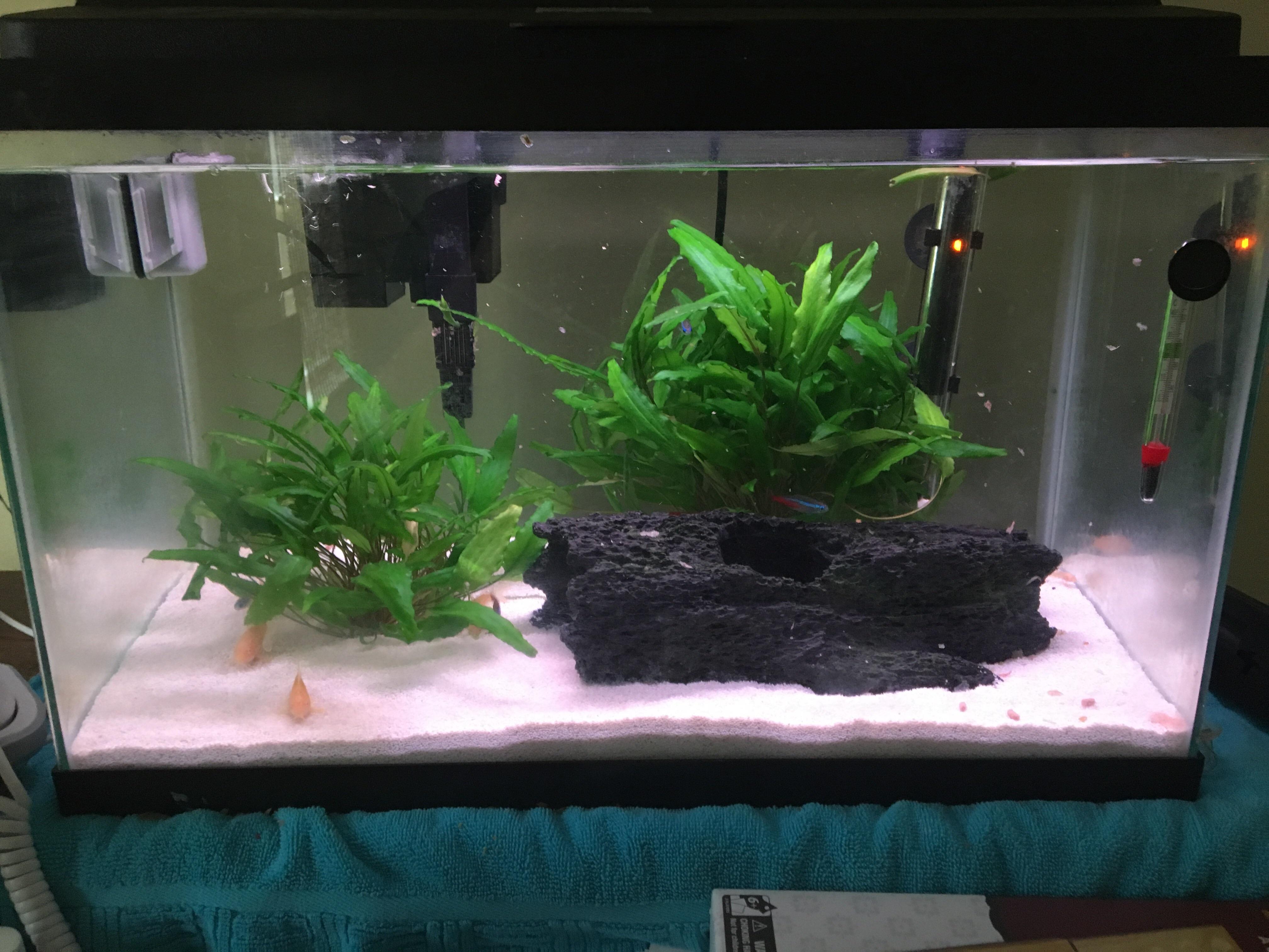 My 10G Planted. I'm about to convert this over to a 65, but I wanted to