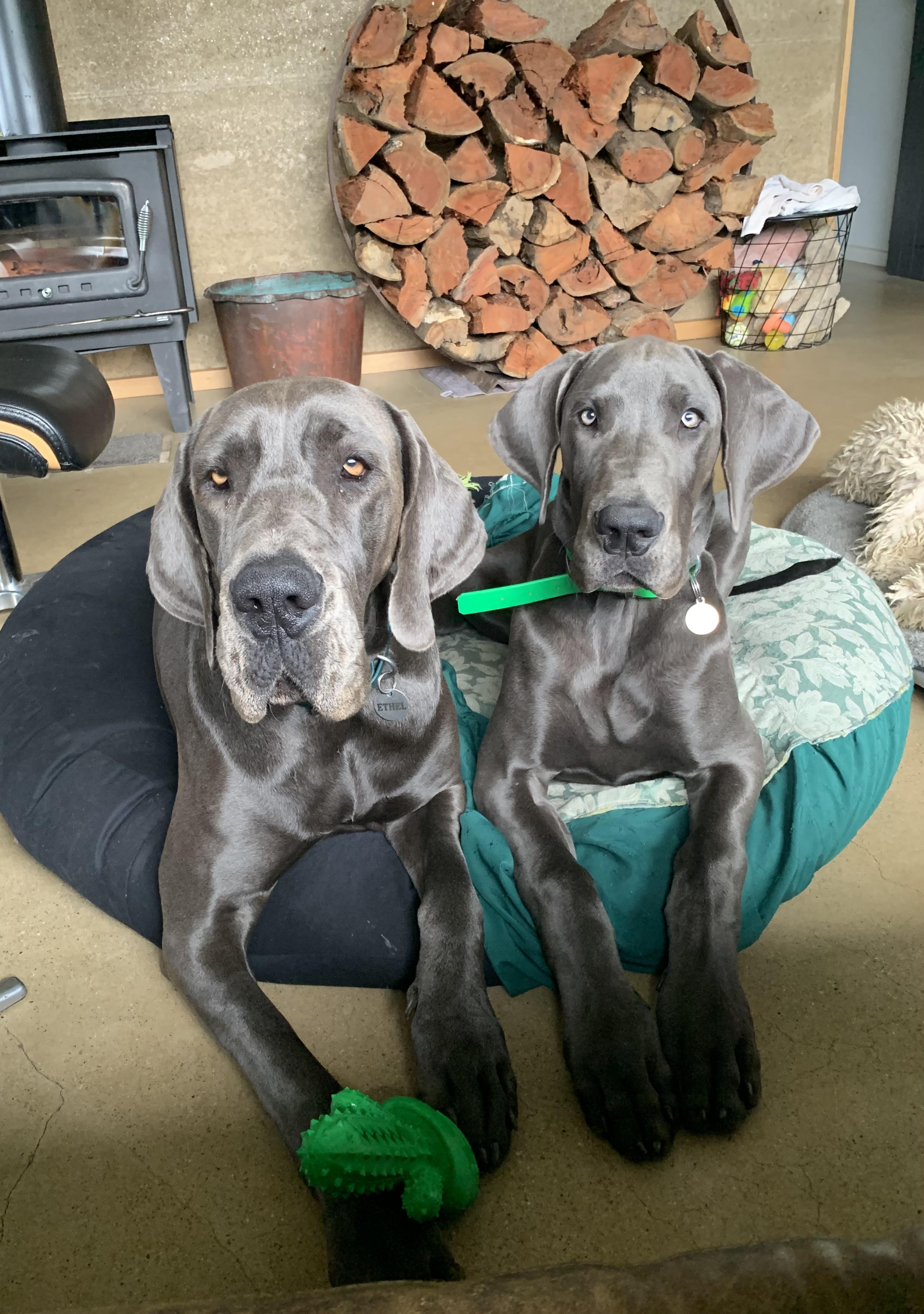 Ethel, Gilbert & the new chew toy of conflict. r/greatdanes