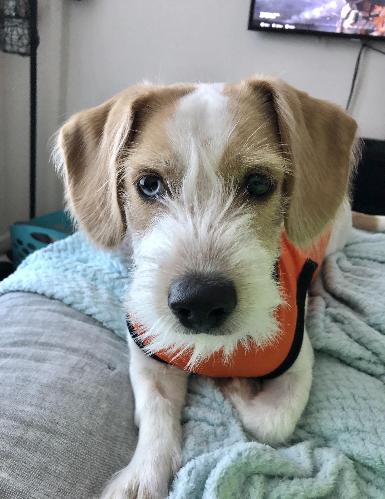 My little man Louie! 7 months old. Dachshund, Beagle, Long Hair Jack