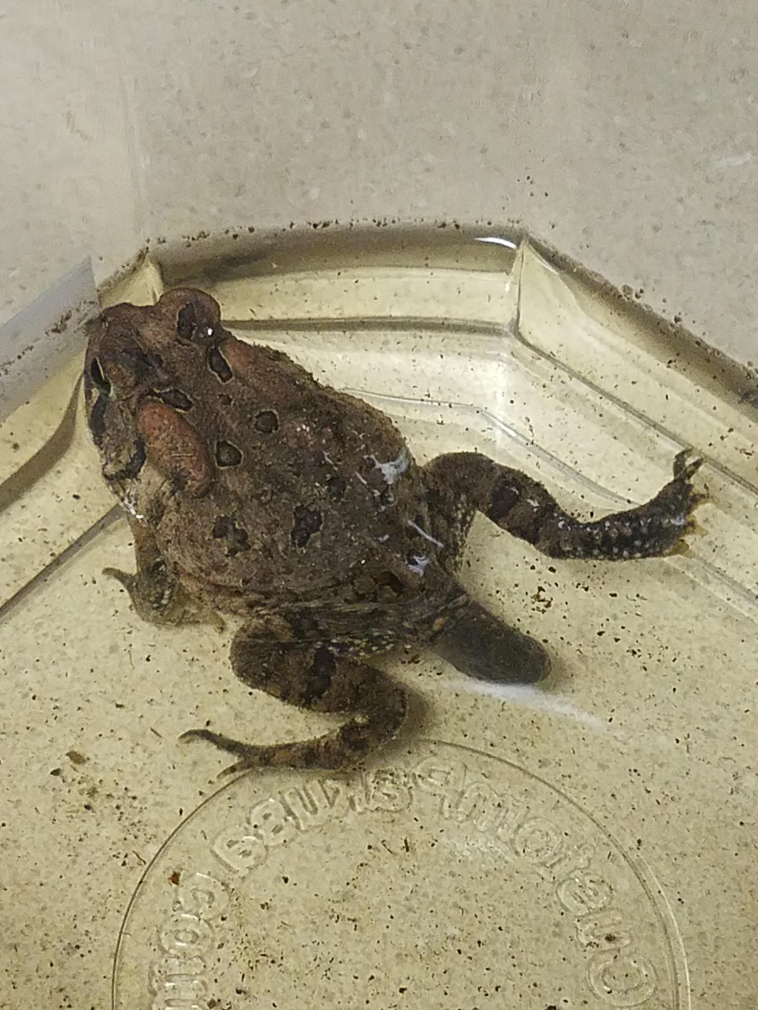 Such a big poop! r/Toads