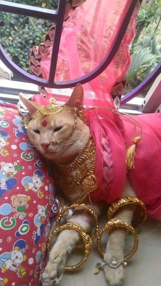 Indian cat looking pretty r/funny