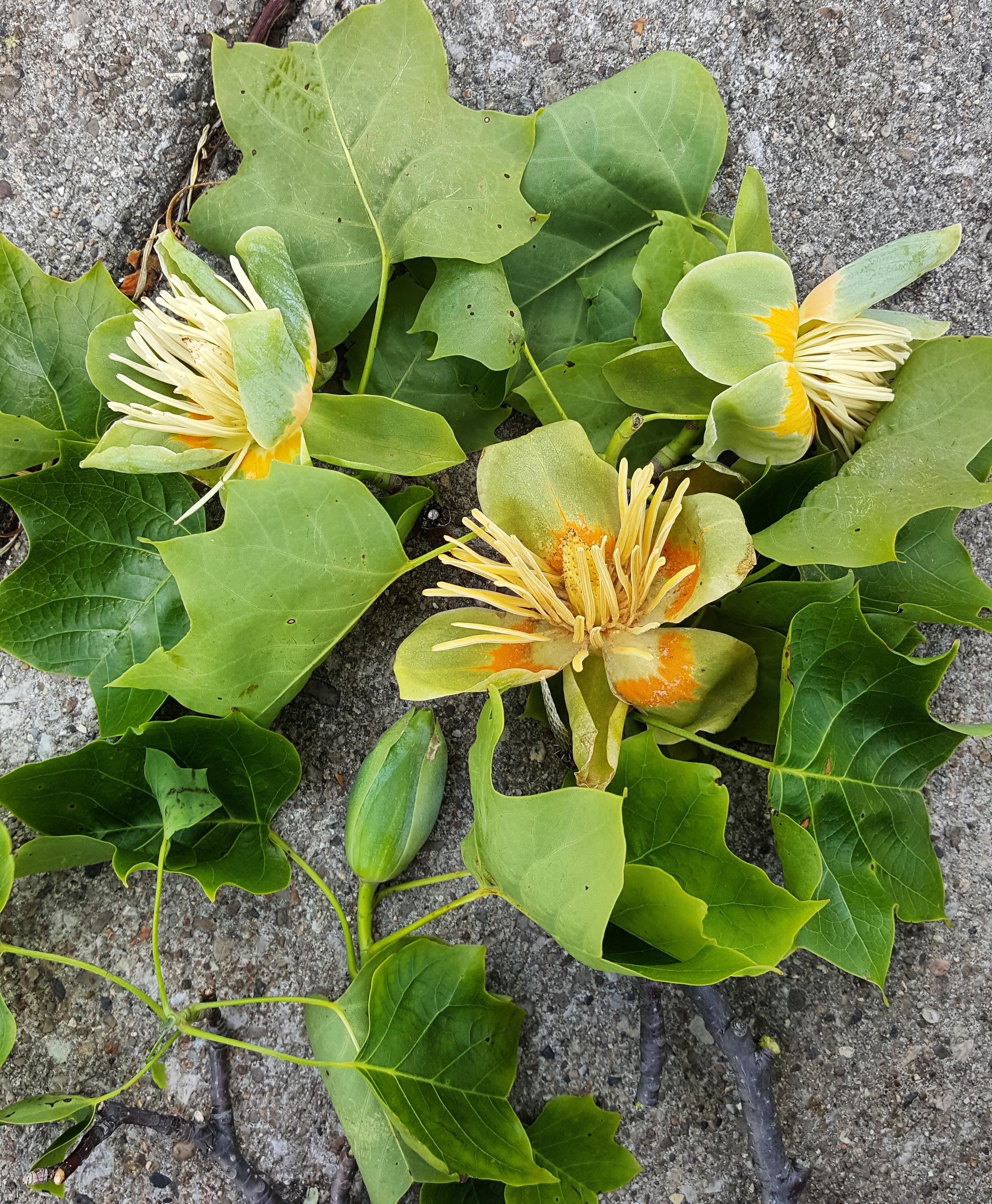These awesome blooms were found on the ground after intense winds. r/plants
